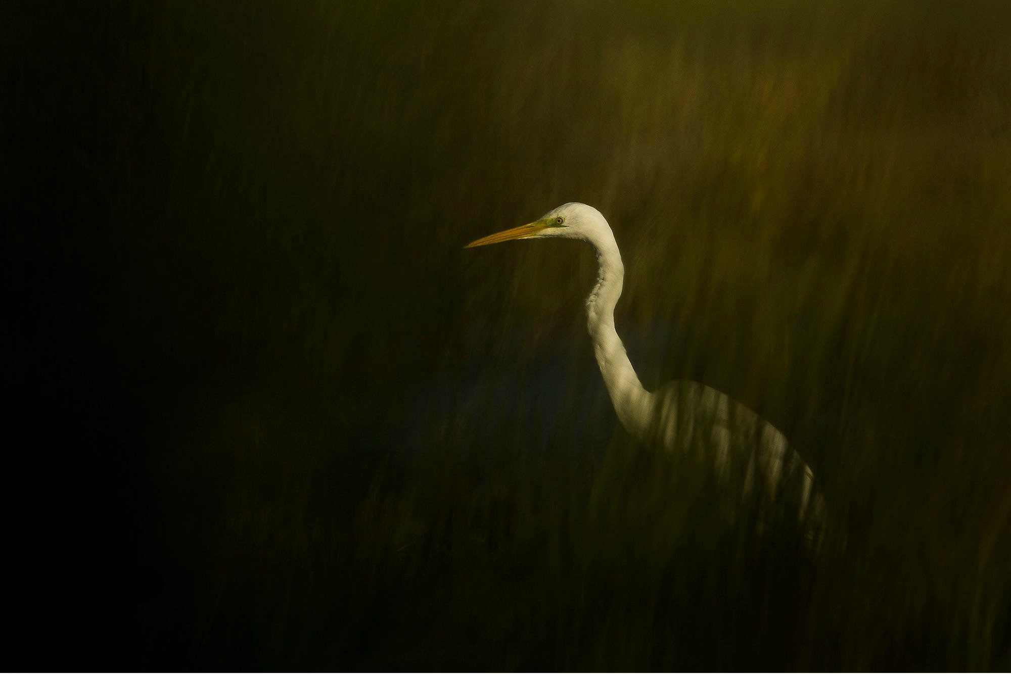 beak, profile view, water, no people, animal body part, day, water bird, egret, animal wildlife, great egret, one animal, 1080P, vertebrate, copy space, HD Wallpaper
