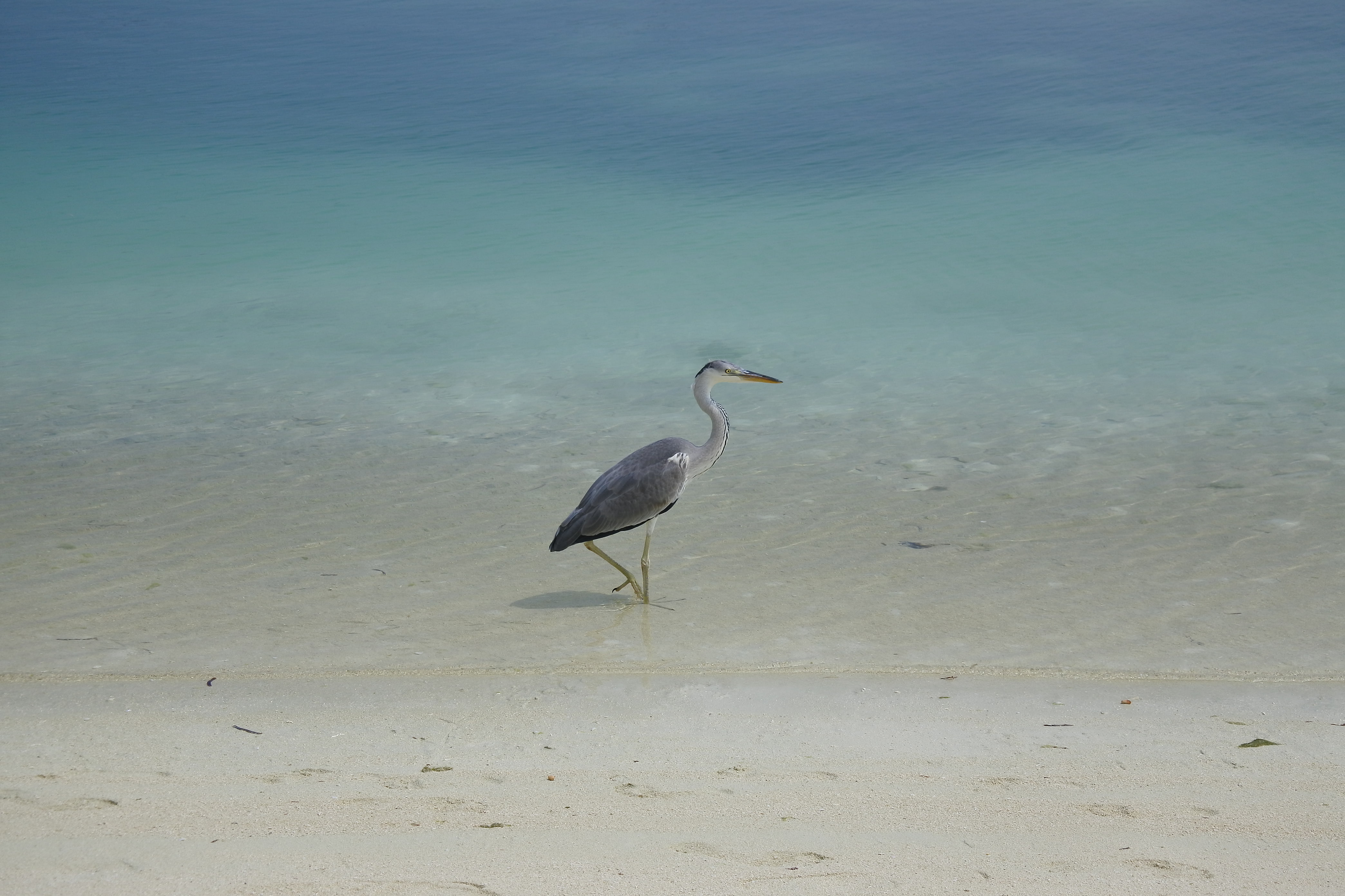 animals in the wild, vertebrate, beach, water, wading, outdoors, sand, beauty in nature, land, birds, animal themes, shallow, animal, 4K, sea, nature, HD Wallpaper