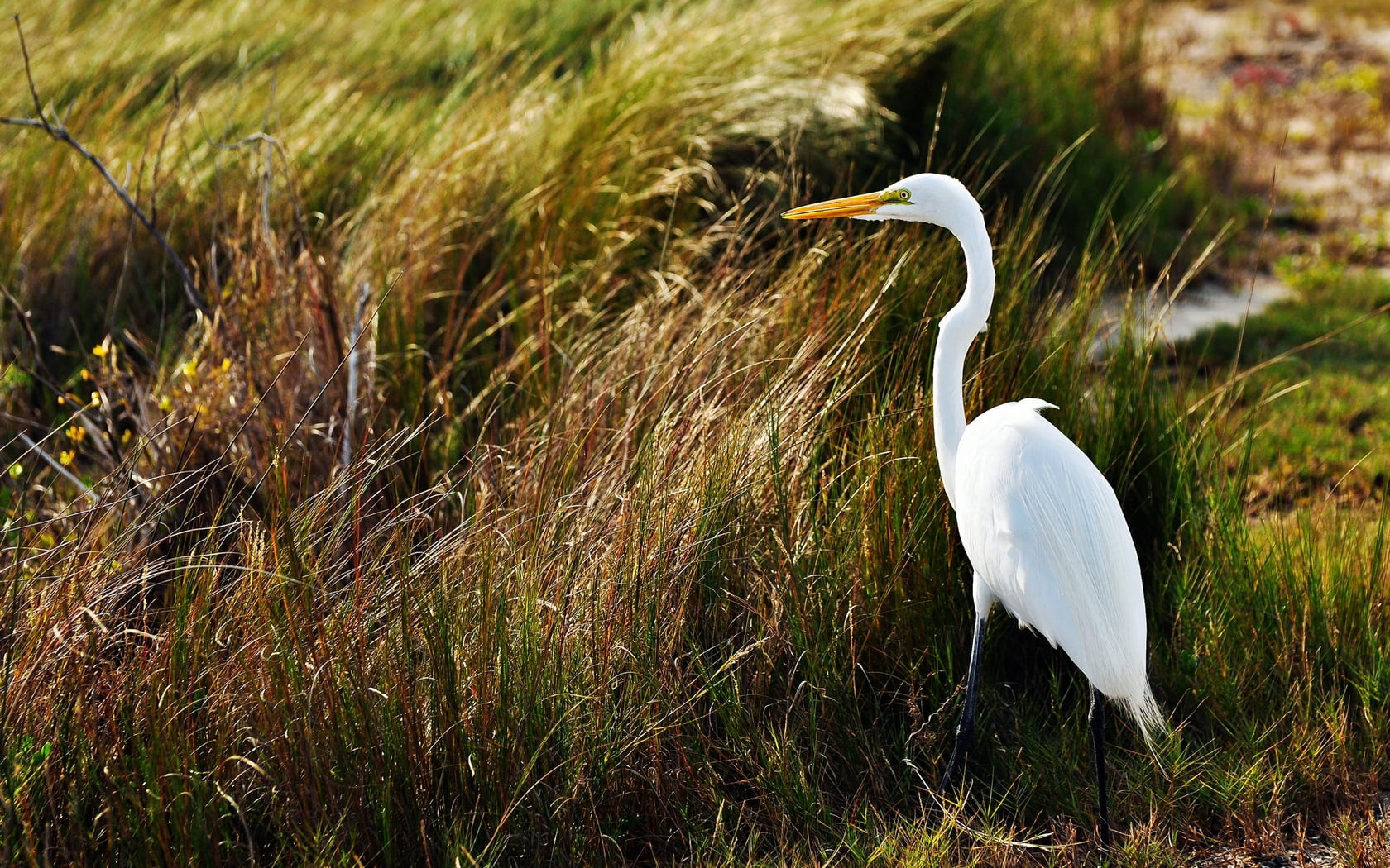 water, animal themes, birds, animal wildlife, egret, bird, animal, great egret, grass, one animal, stand, white, land, animal neck, nature, 720P, crane - bird, HD Wallpaper