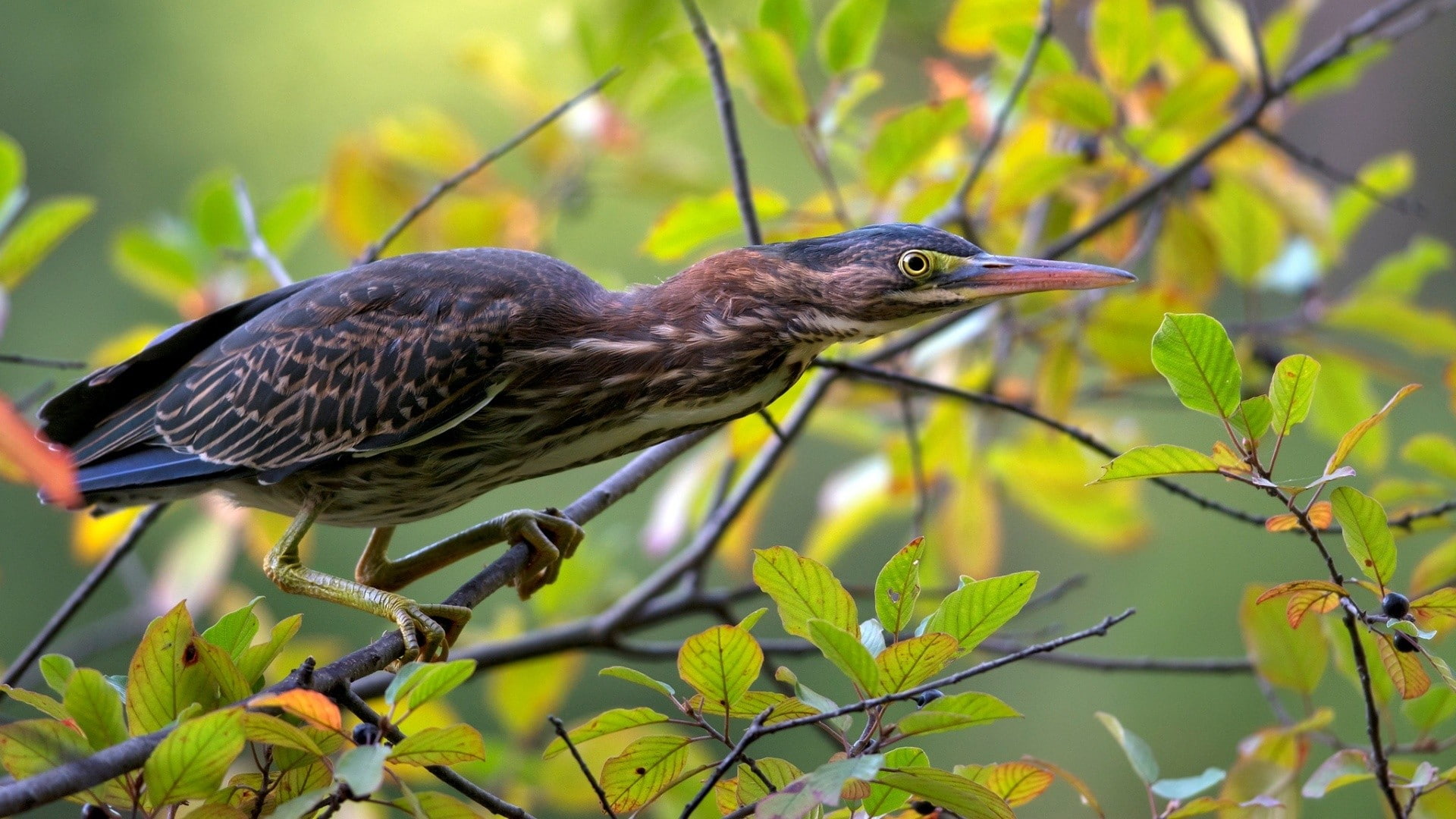 bird, foliage, heron, 1080P, green heron, branch, green, HD Wallpaper
