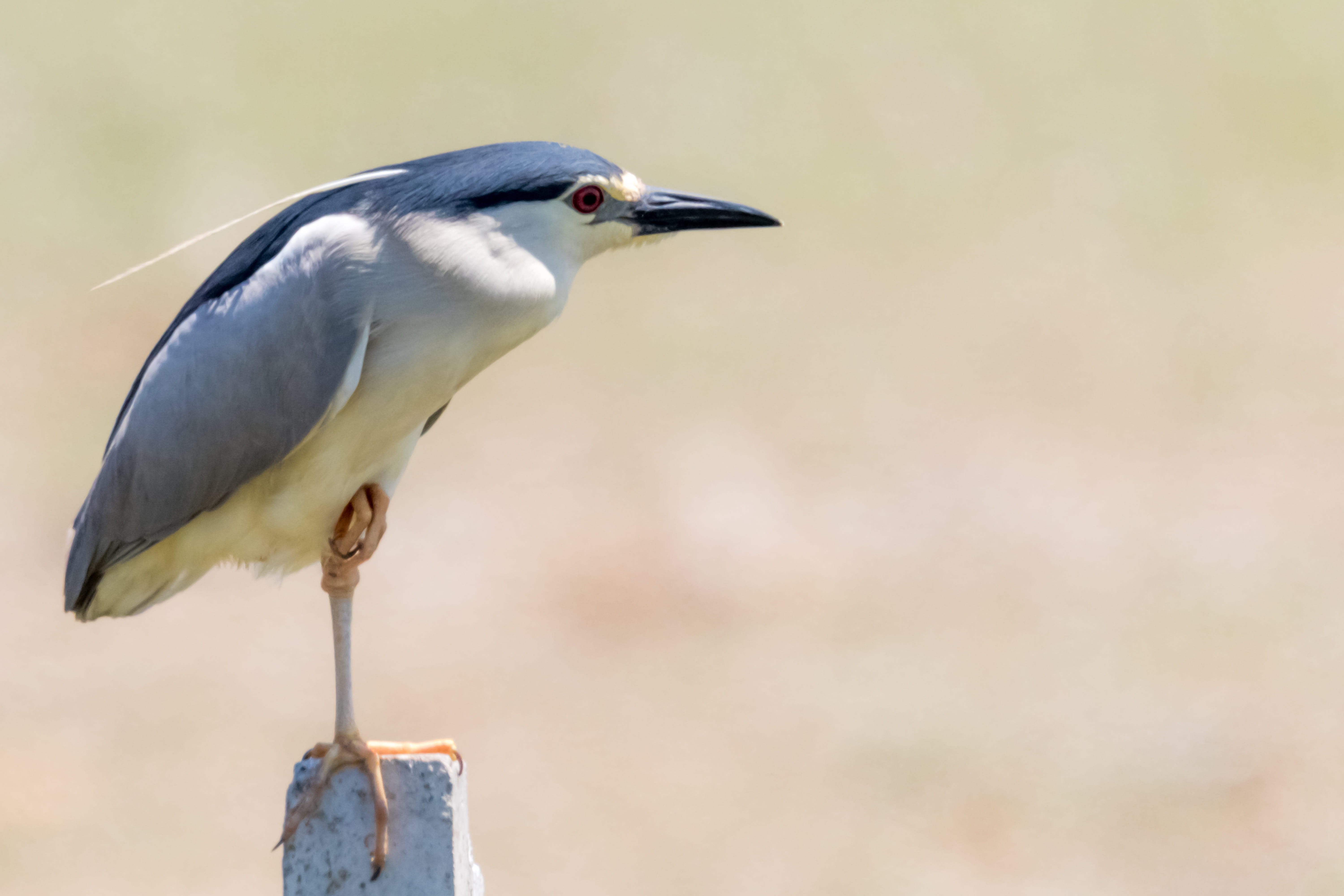spain, focus on foreground, huelva, day, outdoors, looking away, no people, animal, close-up, martinete común, copy space, profile view, animal wildlife, HD Wallpaper