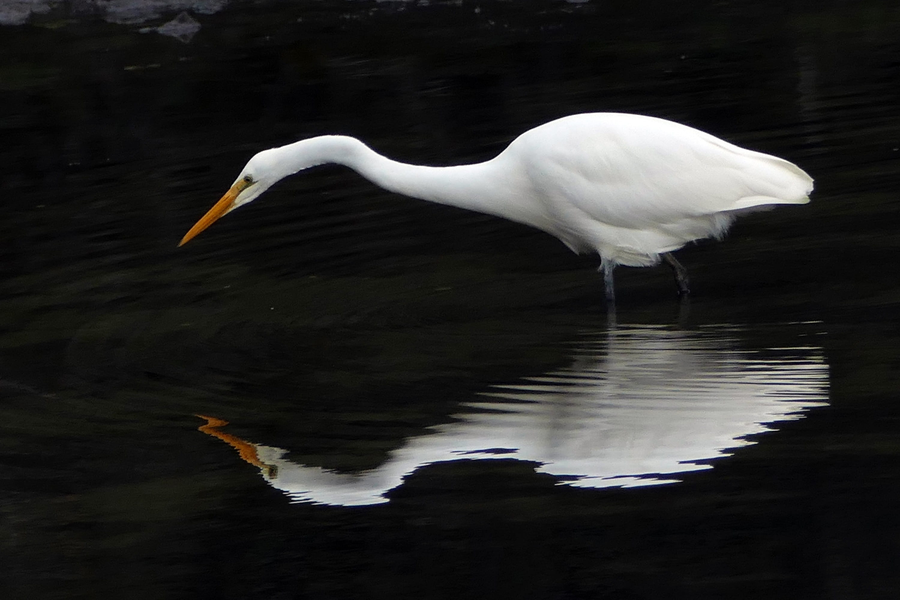 standing, one animal, white, heron, water, looking, animal, 2K, egret, waterfowl, wetlands, vertebrate, waterfront, nature, eating, animal themes, side view, HD Wallpaper