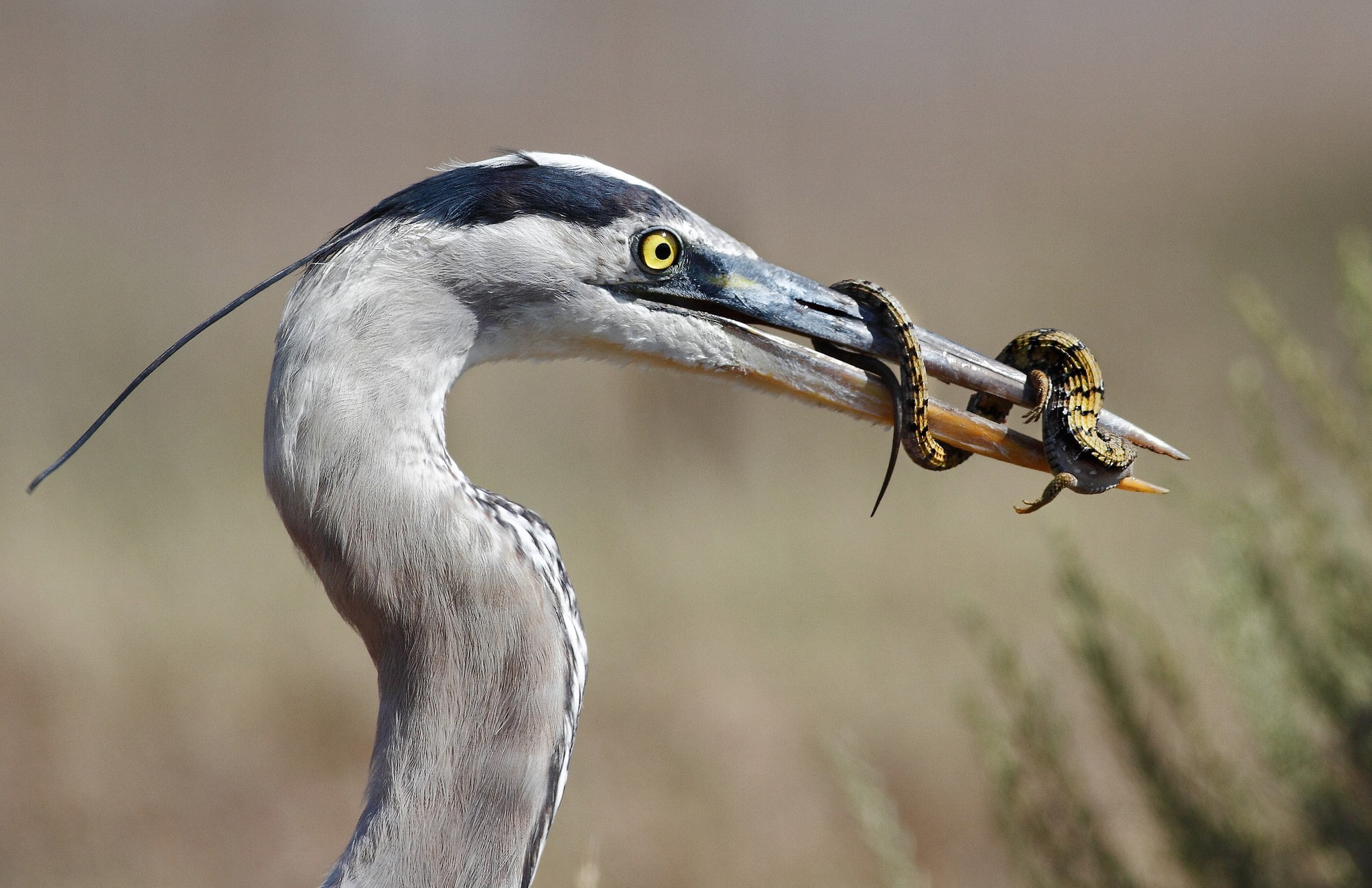Great Blue Heron, great, lizard, blue, heron, mining, lunch, 1080P, HD Wallpaper
