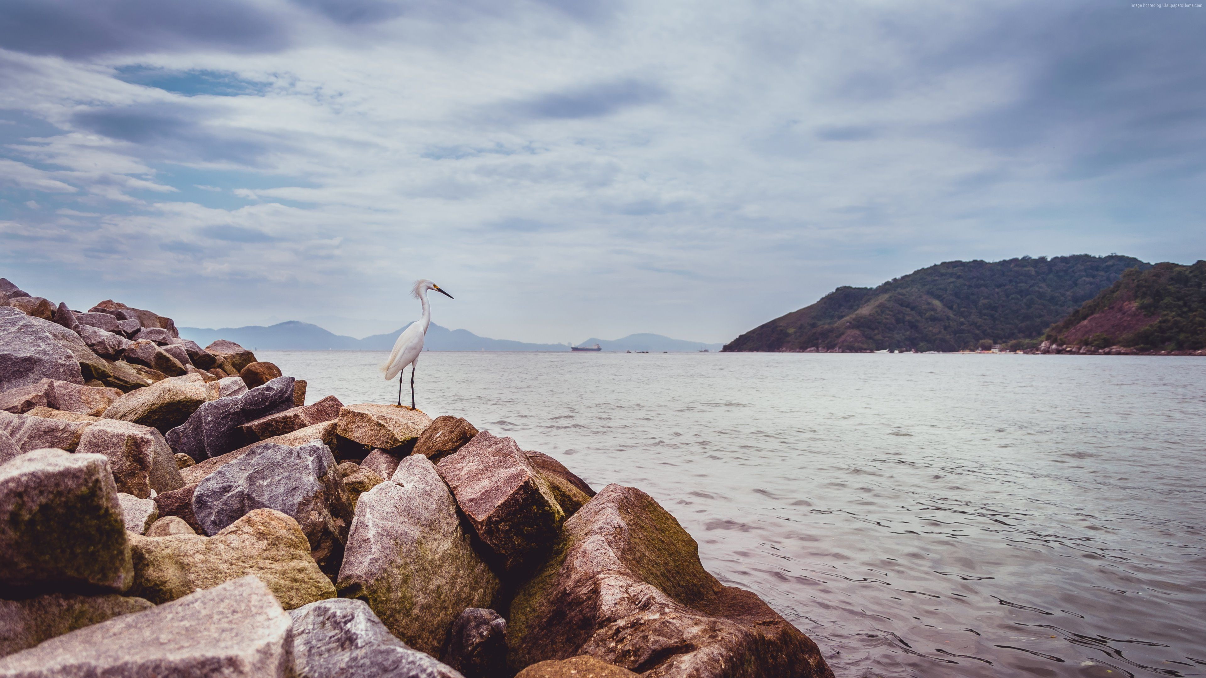 4K, 5k, 4k, Heron, sea, rocks, sky, HD Wallpaper