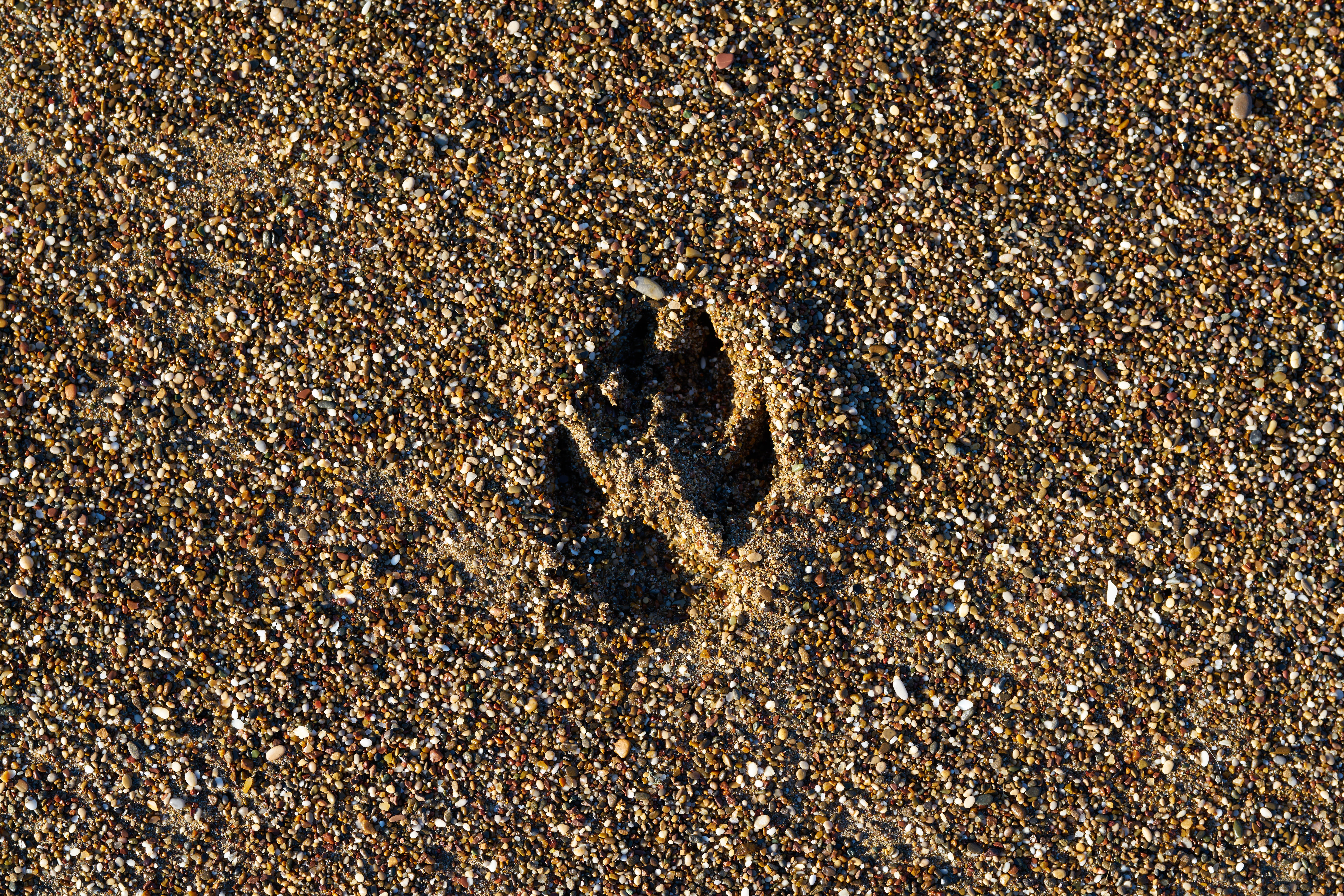 macro, beach, to follow, sand, close-up, nature, footprint, backgrounds, terry, animal themes, pattern, paw, color, dog, wolf, textured, little, paw print, HD Wallpaper