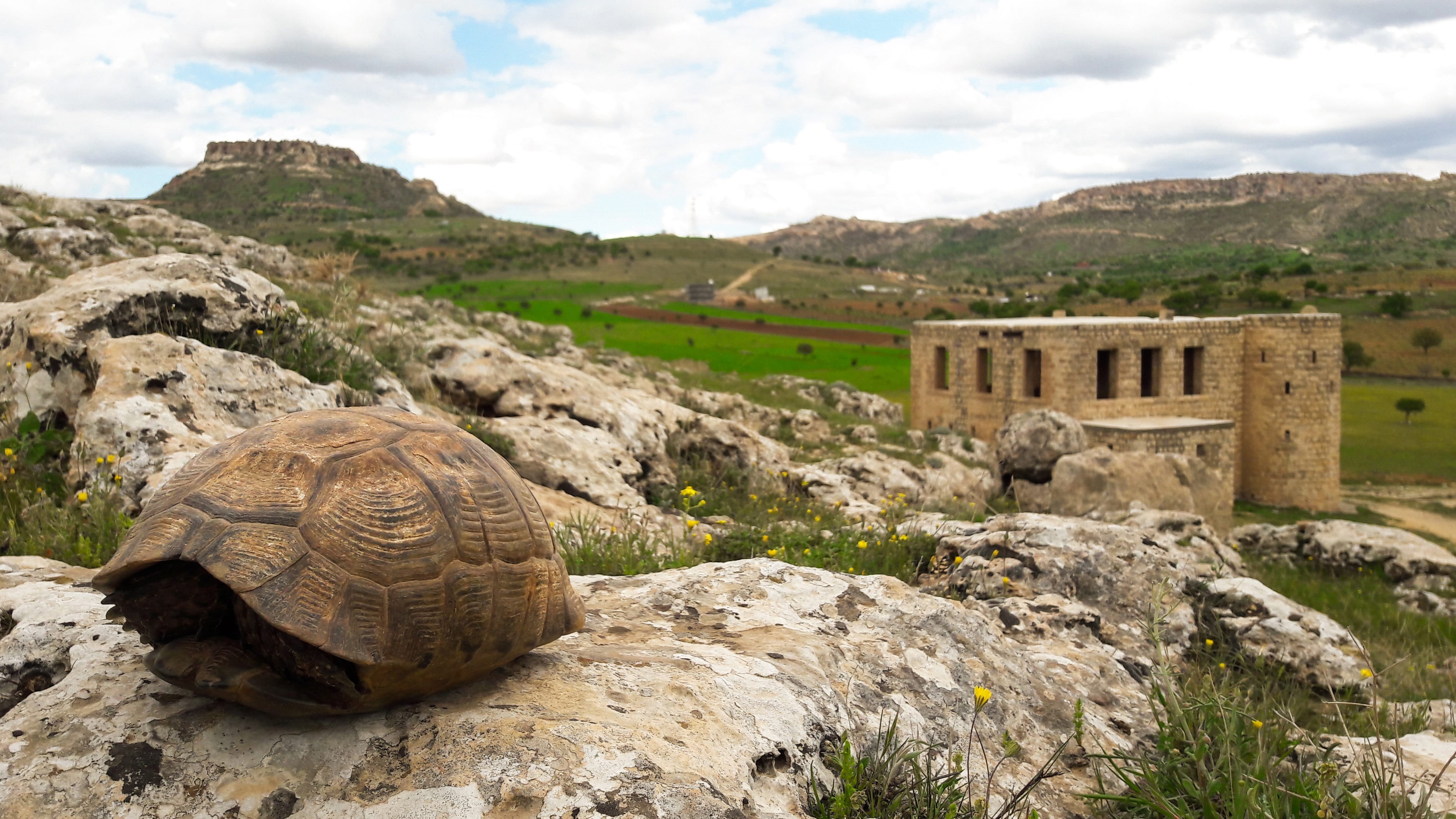 focus on foreground, mardin, ancient, historical, sky, building, msn letters, nature, culture, tortoise, religious, travel, 2K, date, city, tourism, reptile, HD Wallpaper