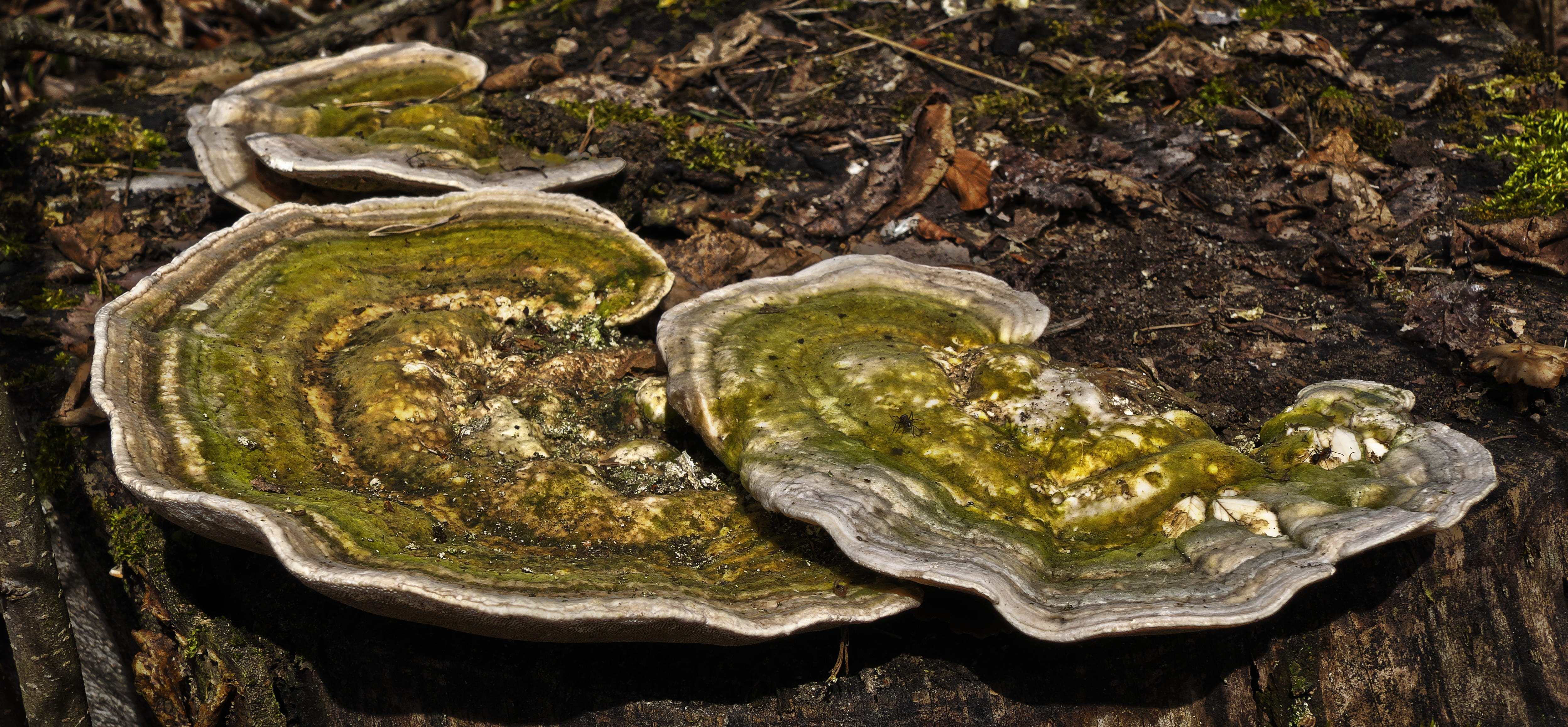 plant, high angle view, day, trametes versicolor, rock, green color, mushroom, solid, beauty in nature, animal wildlife, moss, nature, rock - object, tree fungus, HD Wallpaper