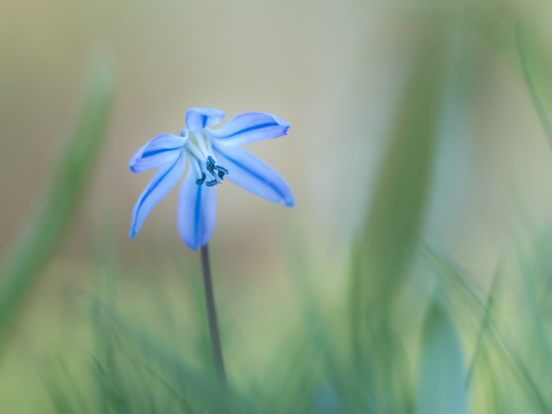 lilac, dof, Scilla, shallow, plant, Strength, blue, M43, shallow focus, F1.8, Panasonic Lumix GX8, flower, springtime, manual focus, nature, focus, lens, HD Wallpaper