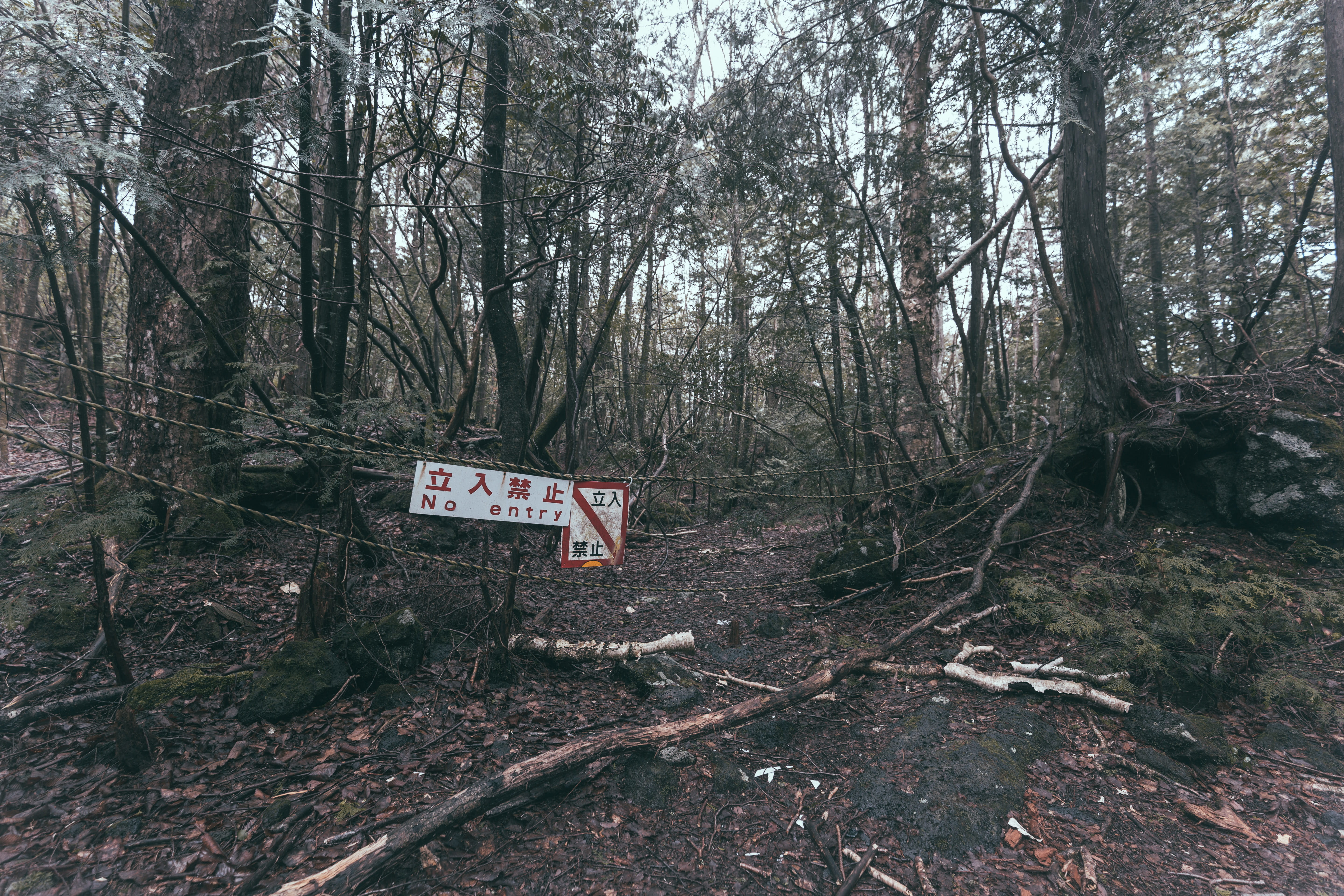 western script, weak, sign, tranquility, arrow, dark, no entry, woodland, 5K, tree trunk, dry, information, guidance, darkness, communication, grey, growth, HD Wallpaper