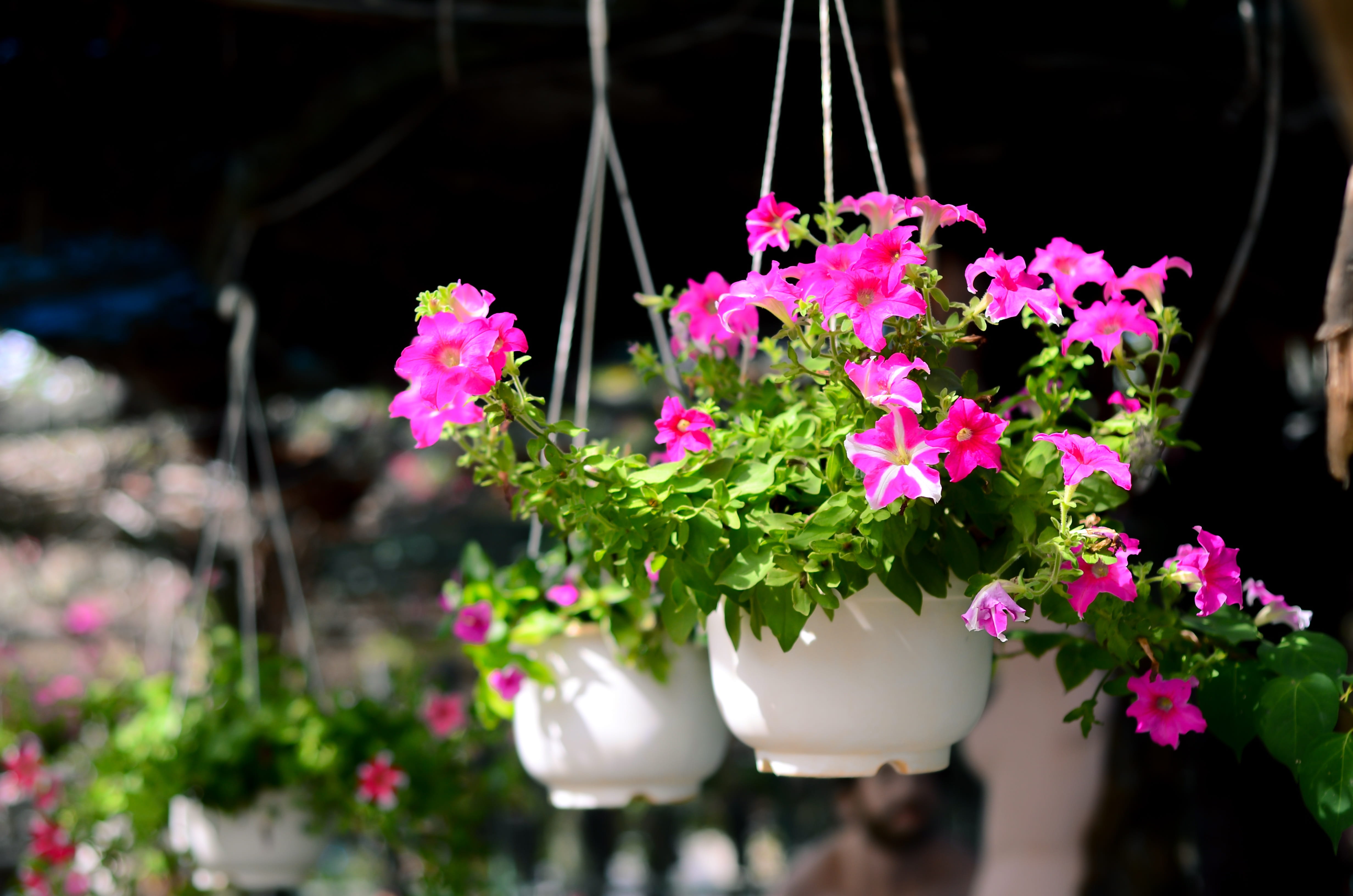beautiful, the garden, 4K, fragility, gardens, beautiful flower, freshness, blooming, springtime, rosenblüte, fly, focus on foreground, no people, pink color, HD Wallpaper