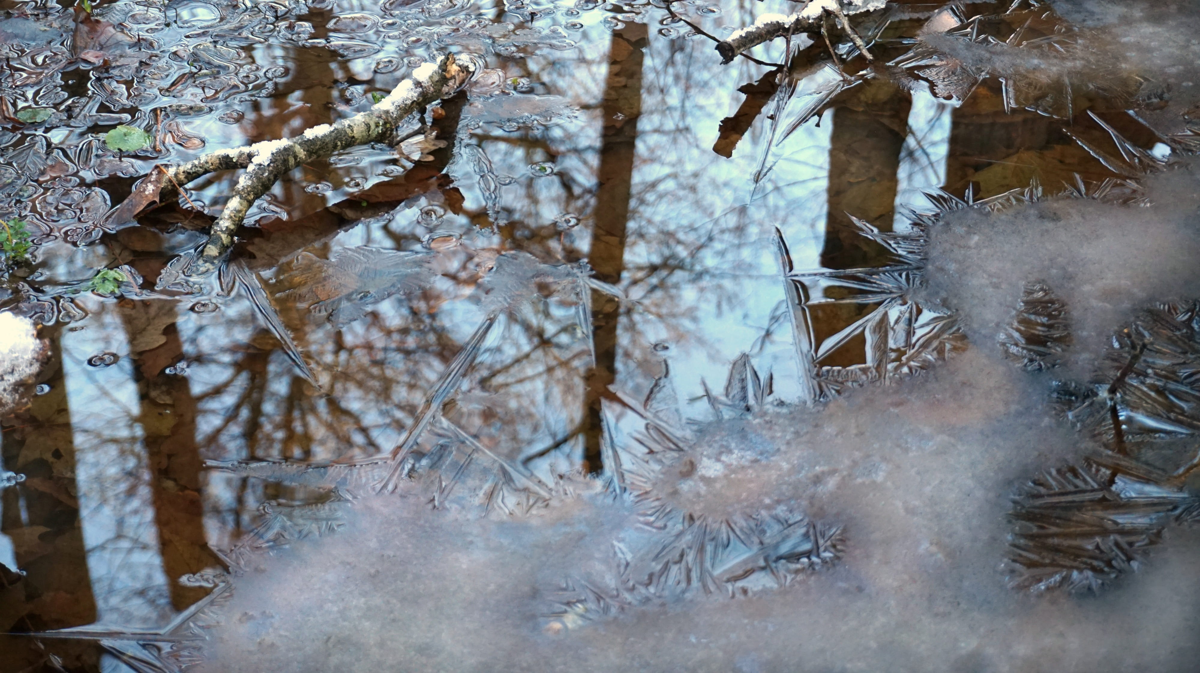 pure, transparent, weakly, tree, early winter, forest, frozen, first, brittle, day, nature, beauty in nature, crust, leafs, winter, tranquility, mild, grass, HD Wallpaper