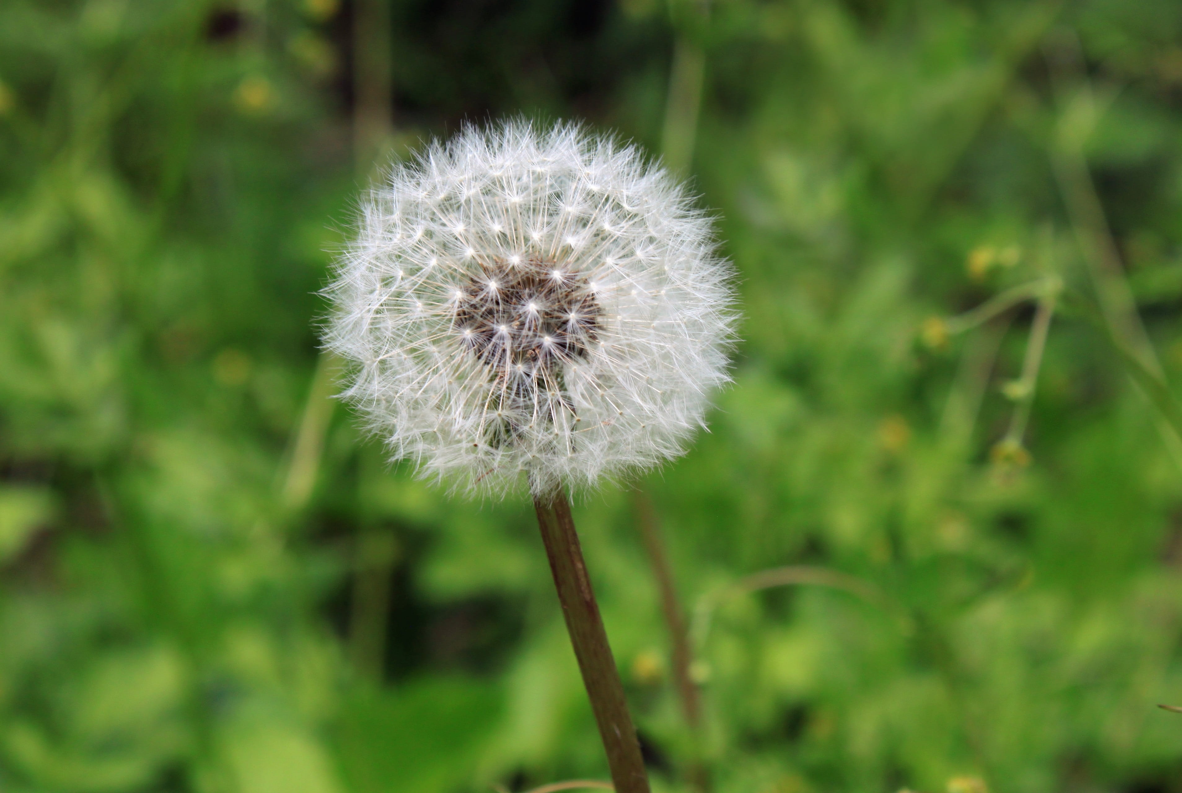 flower head, weed, fragility, sneeze, beauty in nature, single, softness, itchy, snowball, seed, time, plant stem, focus on foreground, luck, itchy eyes, HD Wallpaper