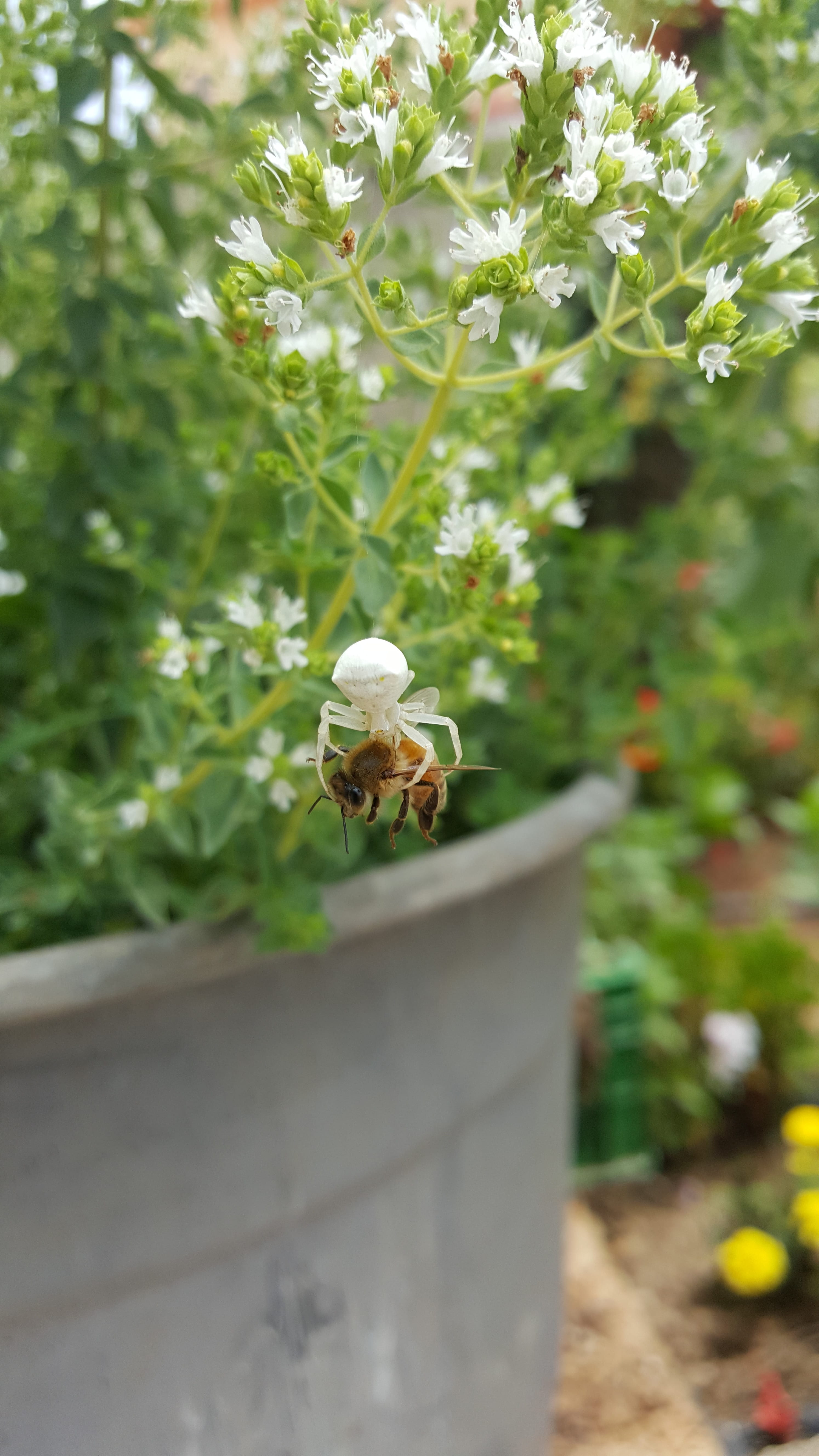 front or back yard, day, close-up, beauty in nature, weak, green, flower head, green color, plant part, selective focus, growth, brown, white, vulnerability, Phone HD Wallpaper