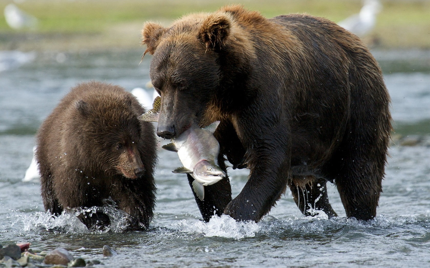 fish, hunting, animals in the wild, water, animal family, survival, hungry, animals, two animals, nature, animal themes, animals hunting, group of animals, HD Wallpaper