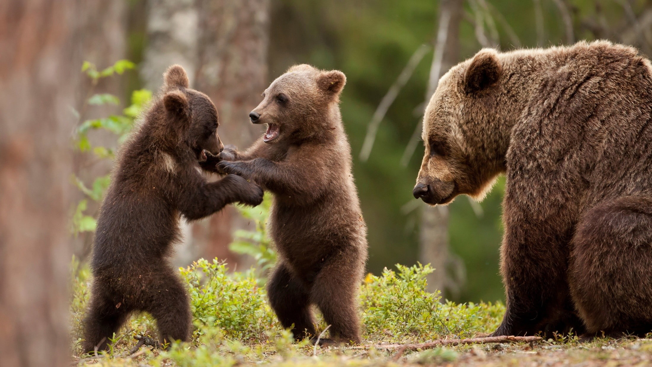 day, animal, animal wildlife, nature, group of animals, 1080P, mammal, young animal, cub, profile view, animal themes, bear, two animals, conflict, no people, HD Wallpaper