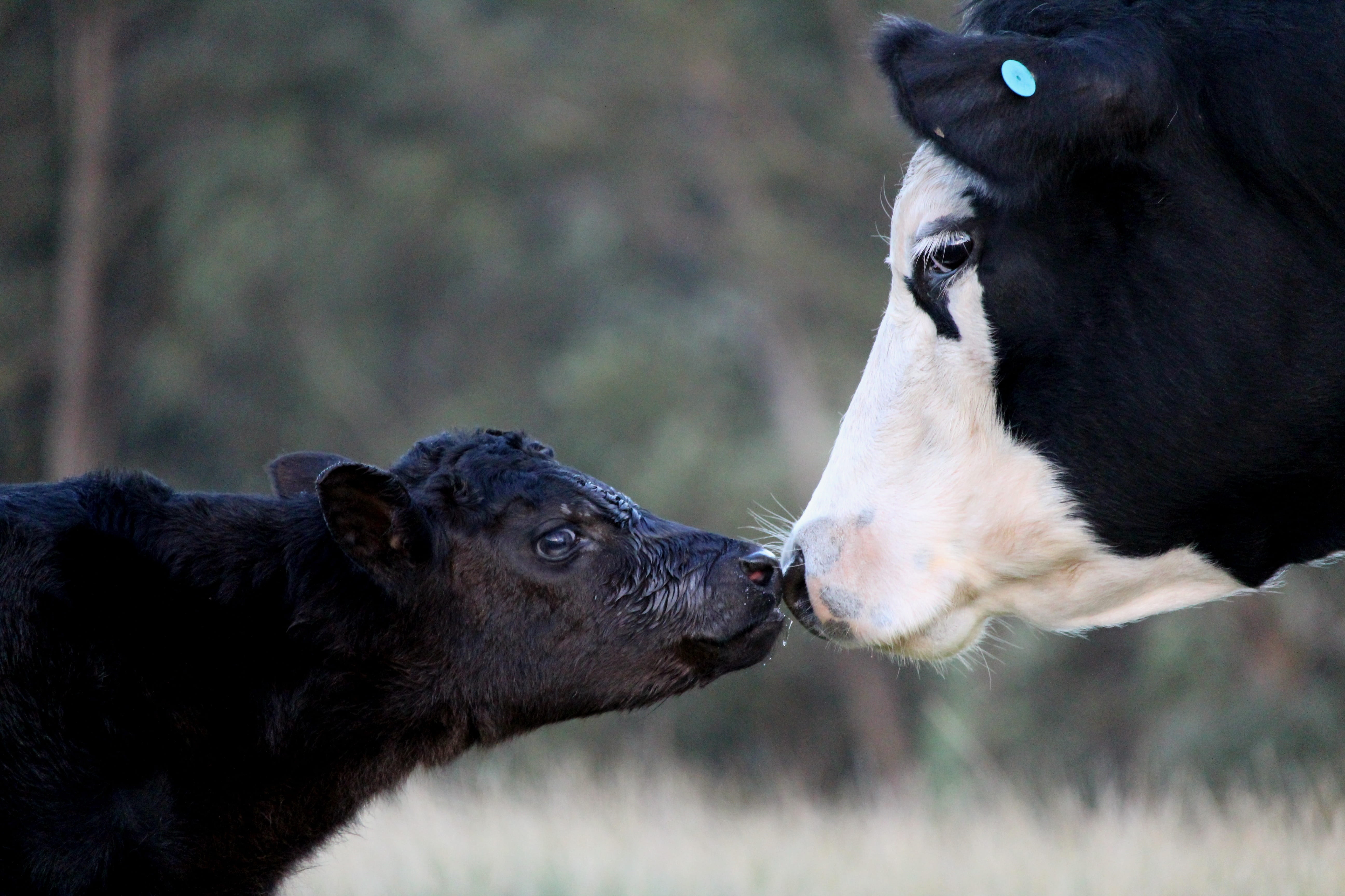 calf, no people, mother, animal themes, vertebrate, animal body part, 5K, focus on foreground, cow, animal, cattle, domestic, animals in the wild, face to face, HD Wallpaper