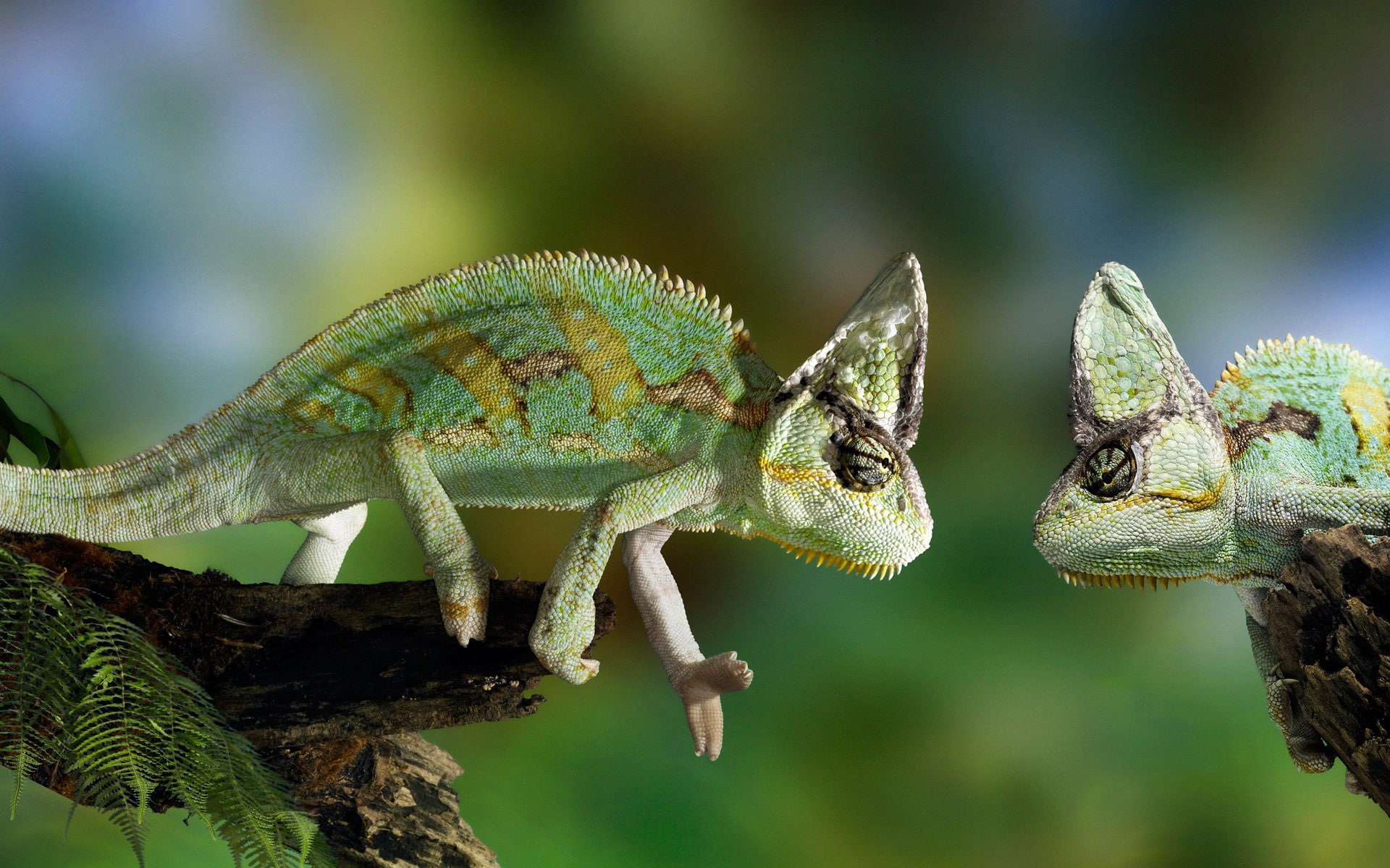 Confrontation, Chameleon, Two, 1080P, HD Wallpaper