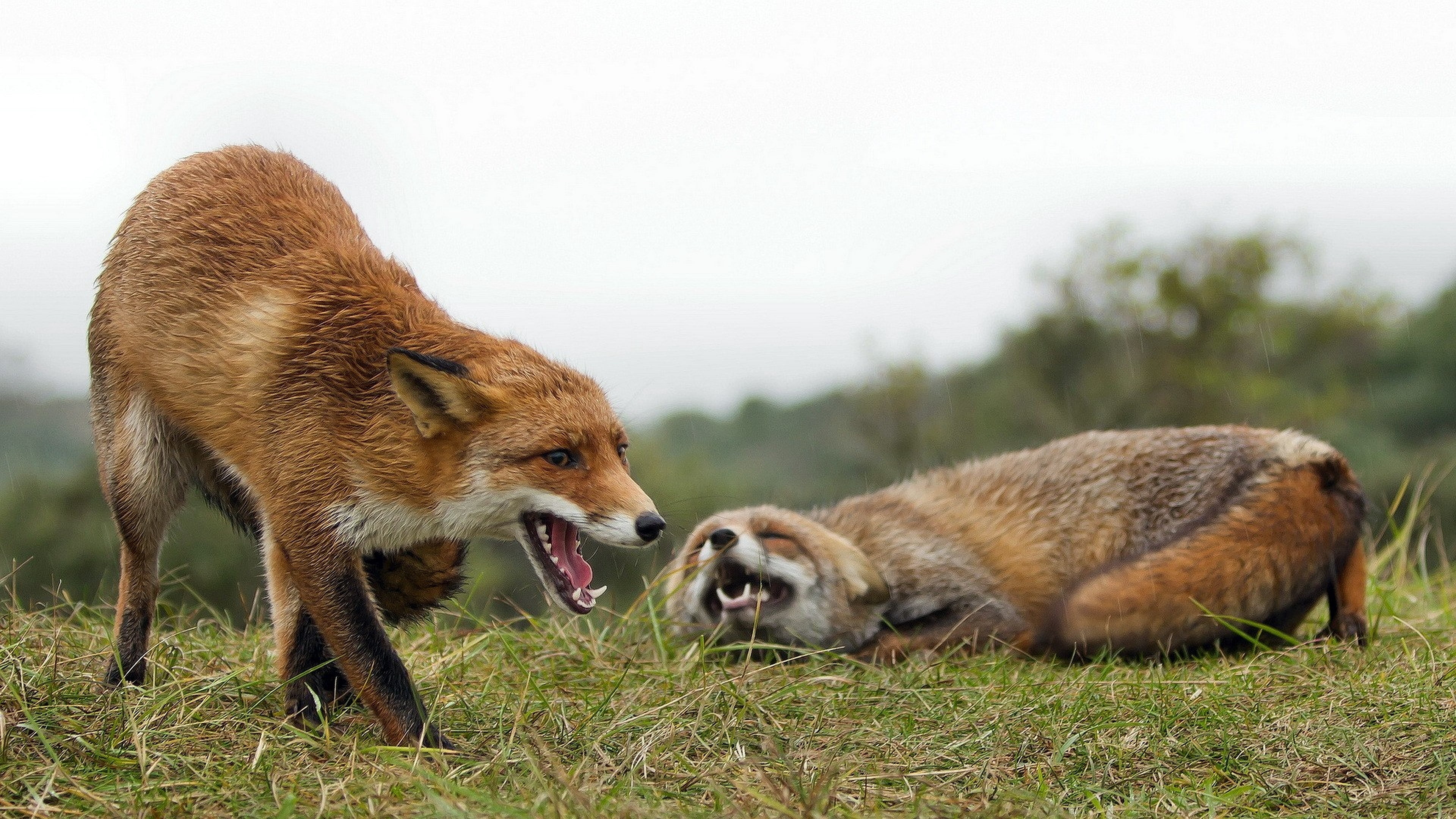 nature, looking, wildlife, animal wildlife, side view, confrontation, snarling, hunting, two, young Animal, mammal, outdoors, mouth open, group of animals, HD Wallpaper