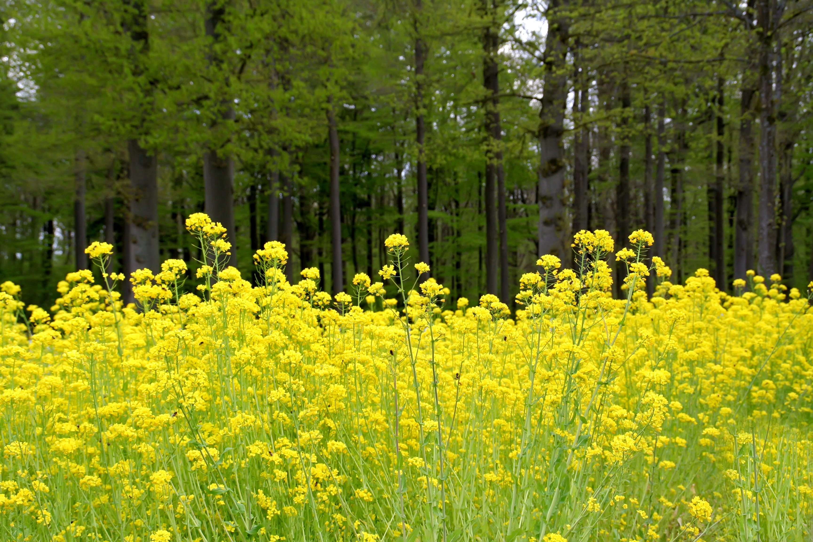 abundance, flowering plant, flower, tranquility, no people, land, nature, outdoors, daffodil, vulnerability, summer, curry, birch, tree, green color, freshness, HD Wallpaper