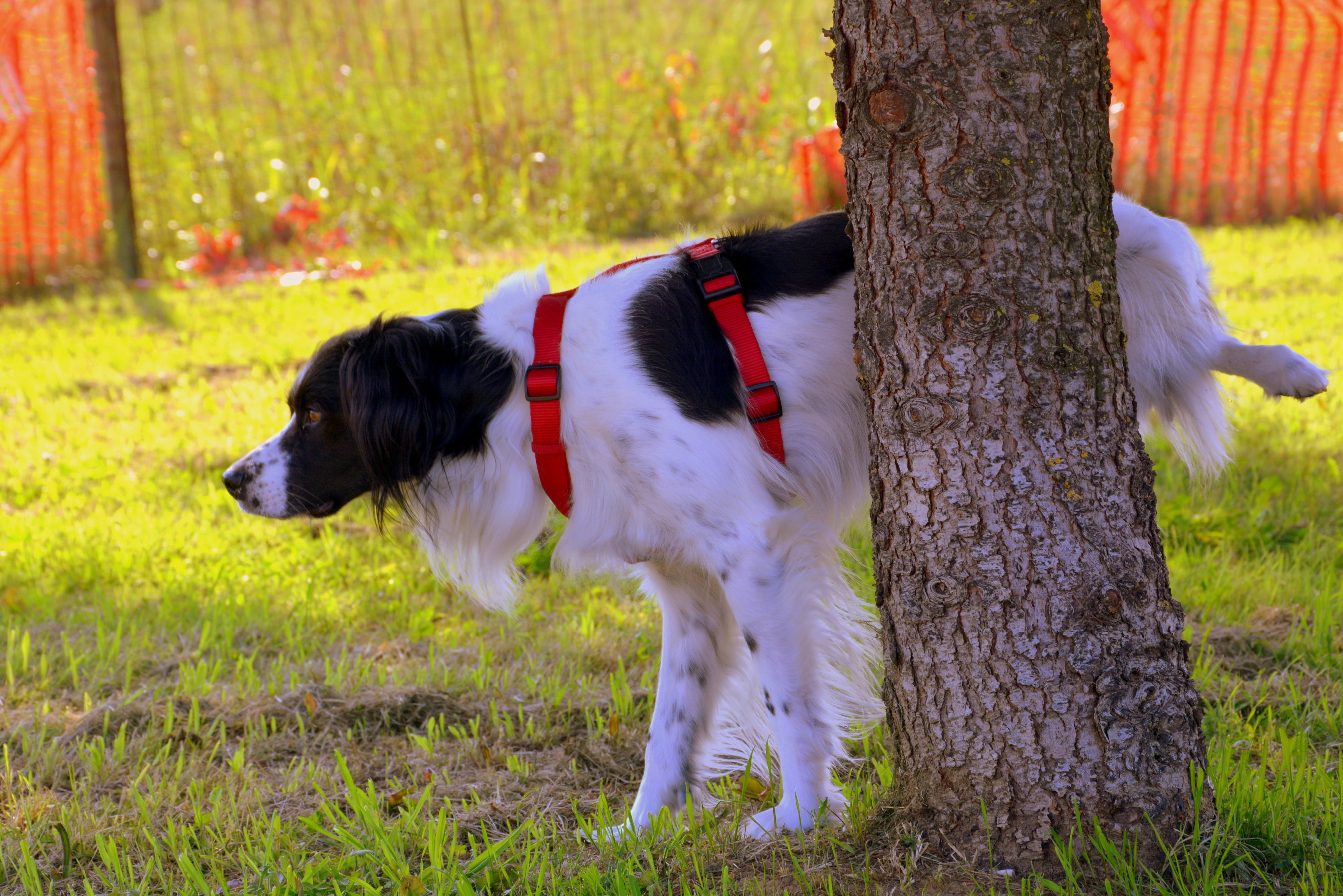 black, tree trunk, day, plant, dog, domestic, animal themes, nature, outdoors, focus, animal, grass, coated, domestic animals, white, land, medium, no people, HD Wallpaper