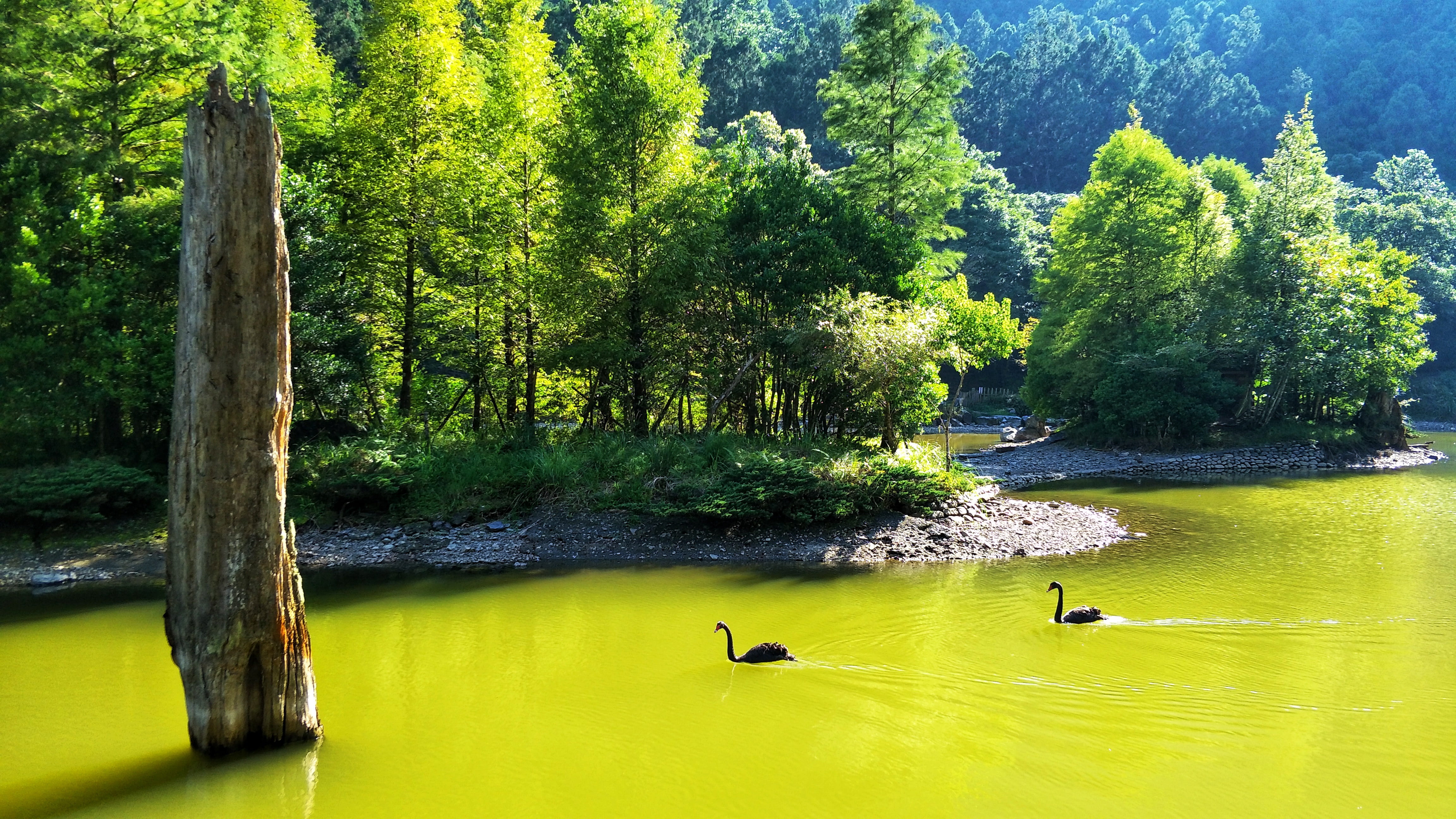 outdoors, landscape, bird, day, tree, vertebrate, forest, animal wildlife, wood, duck, animal, water, 4K, ming pool, animals in the wild, dead wood, lake, HD Wallpaper