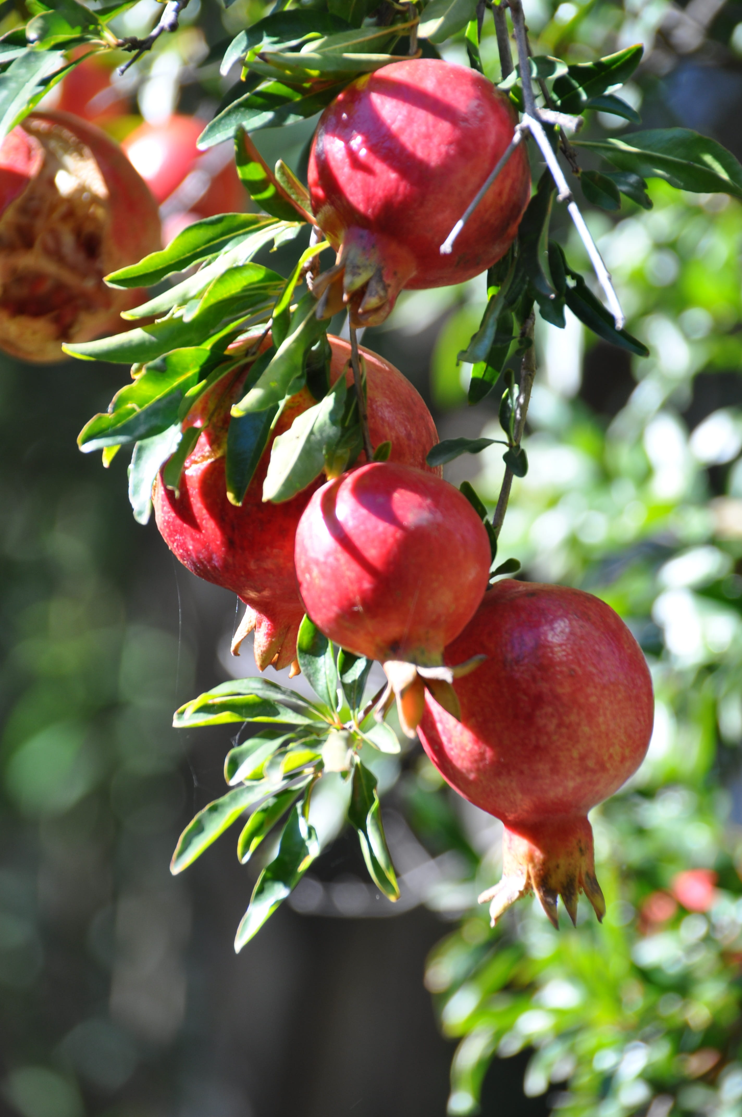 focus on foreground, close-up, pomegranate, ripe, no people, healthy eating, outdoors, nature, green color, leaf, food and drink, 4K, red, food, plant part, Phone HD Wallpaper