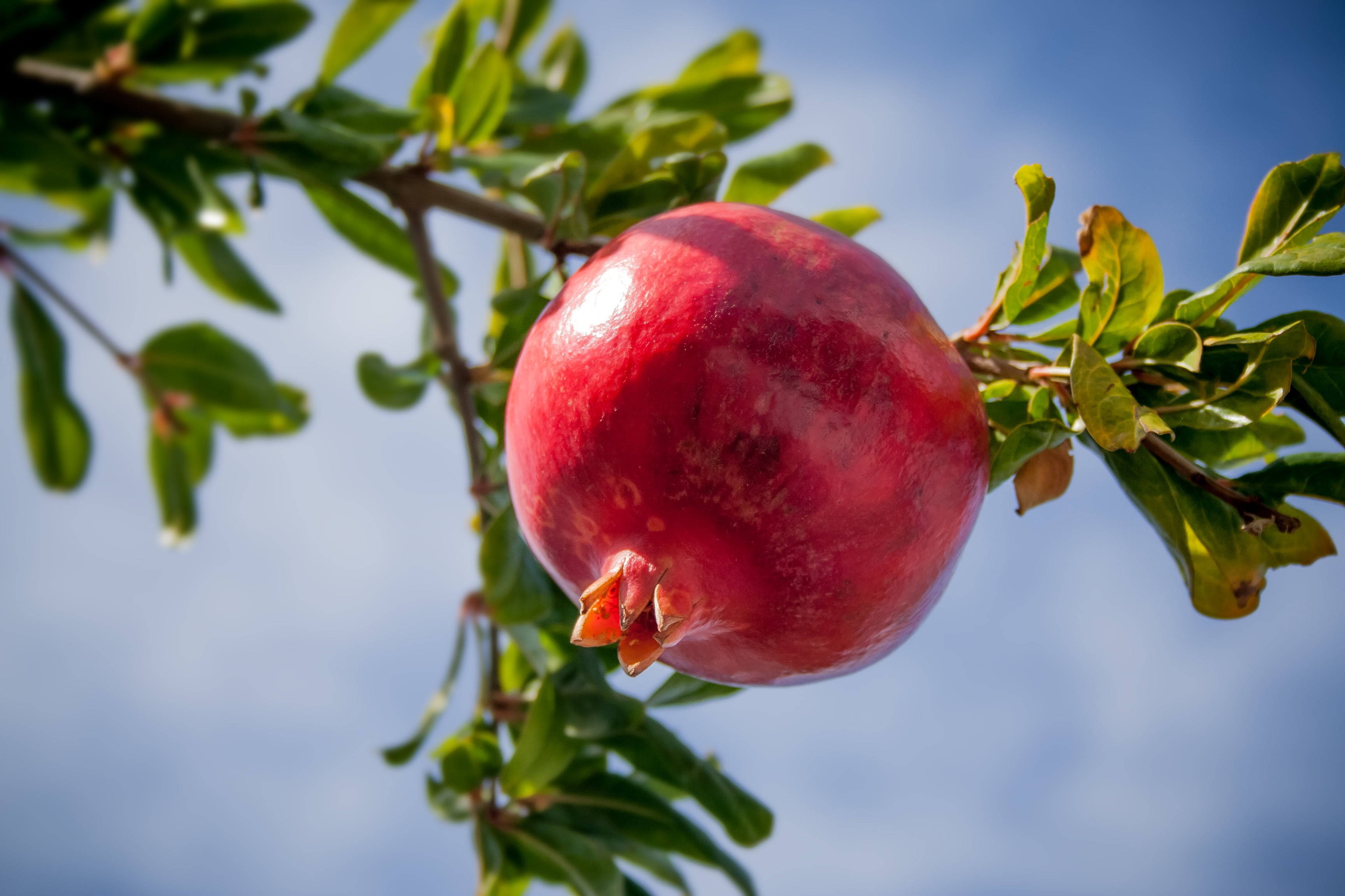 eat, sky, tree, food, exotic, nature, warm, holiday, photography, leaf, sweet, close-up, bless you, food and drink, focus, growth, vitamins, plant, harvest, HD Wallpaper