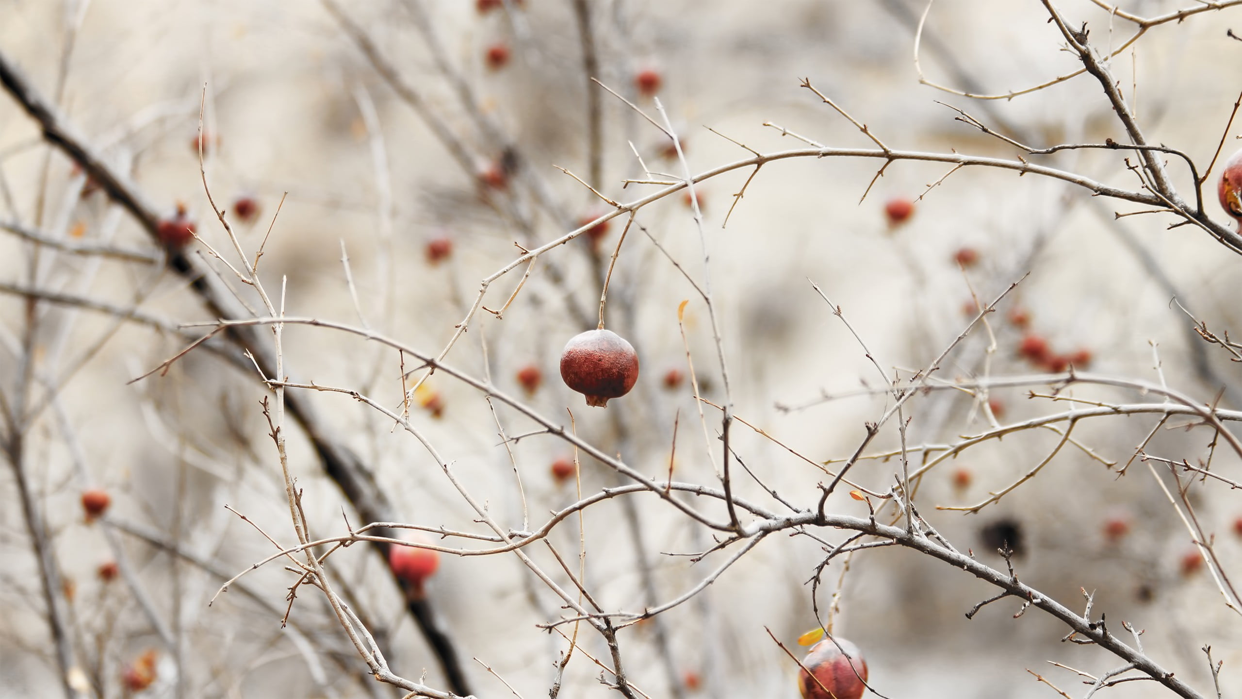tree, round, orchard, autumn, twig, freshness, close-up, food, bare tree, low angle view, minimalism, depth of field, twigs, no people, leaf, pomegranate, HD Wallpaper