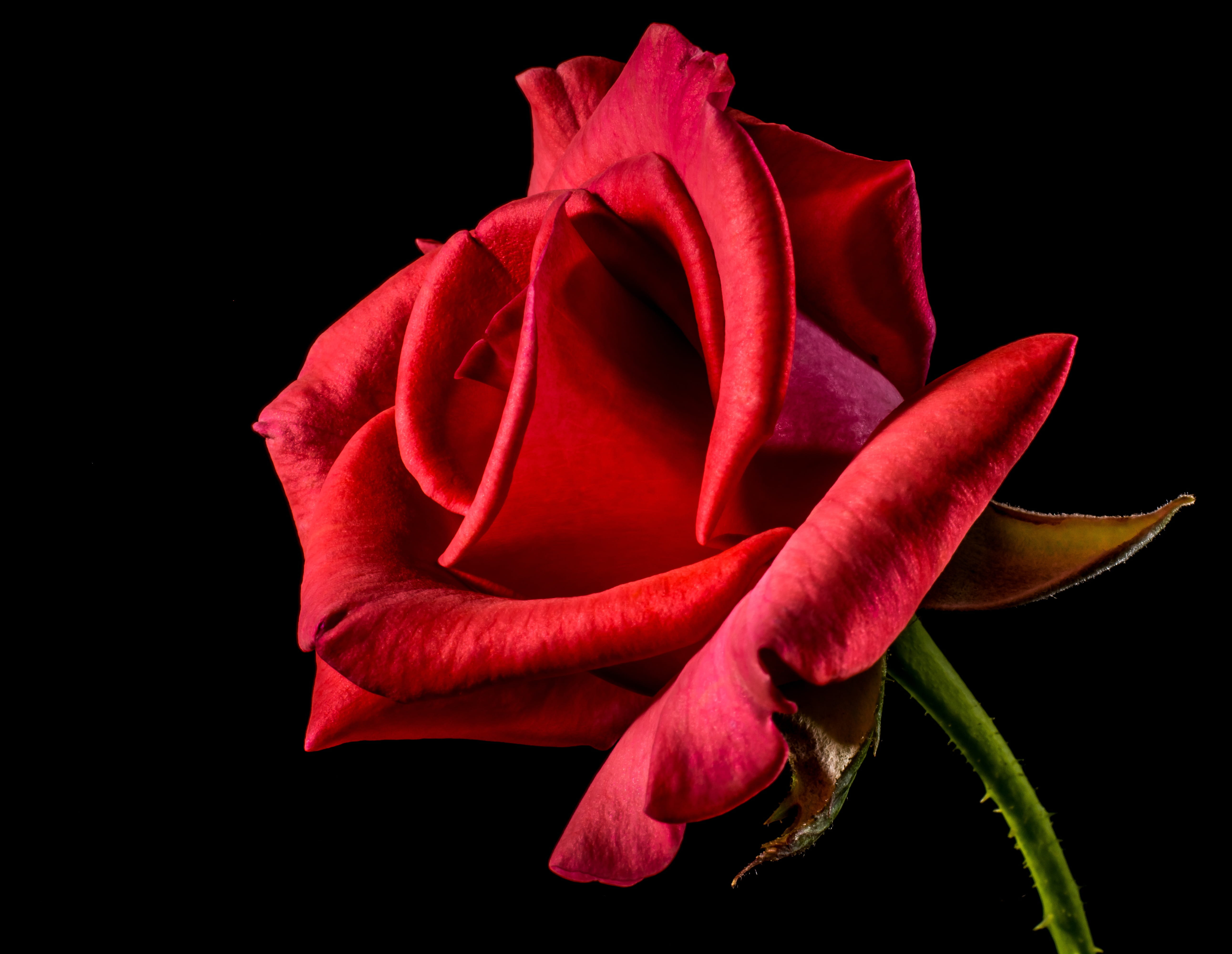 valentines day - holiday, freshness, flower, roses, petal, petals, plant, no people, red, bloom, studio shot, indoors, rose, desktop backgrounds, HD Wallpaper