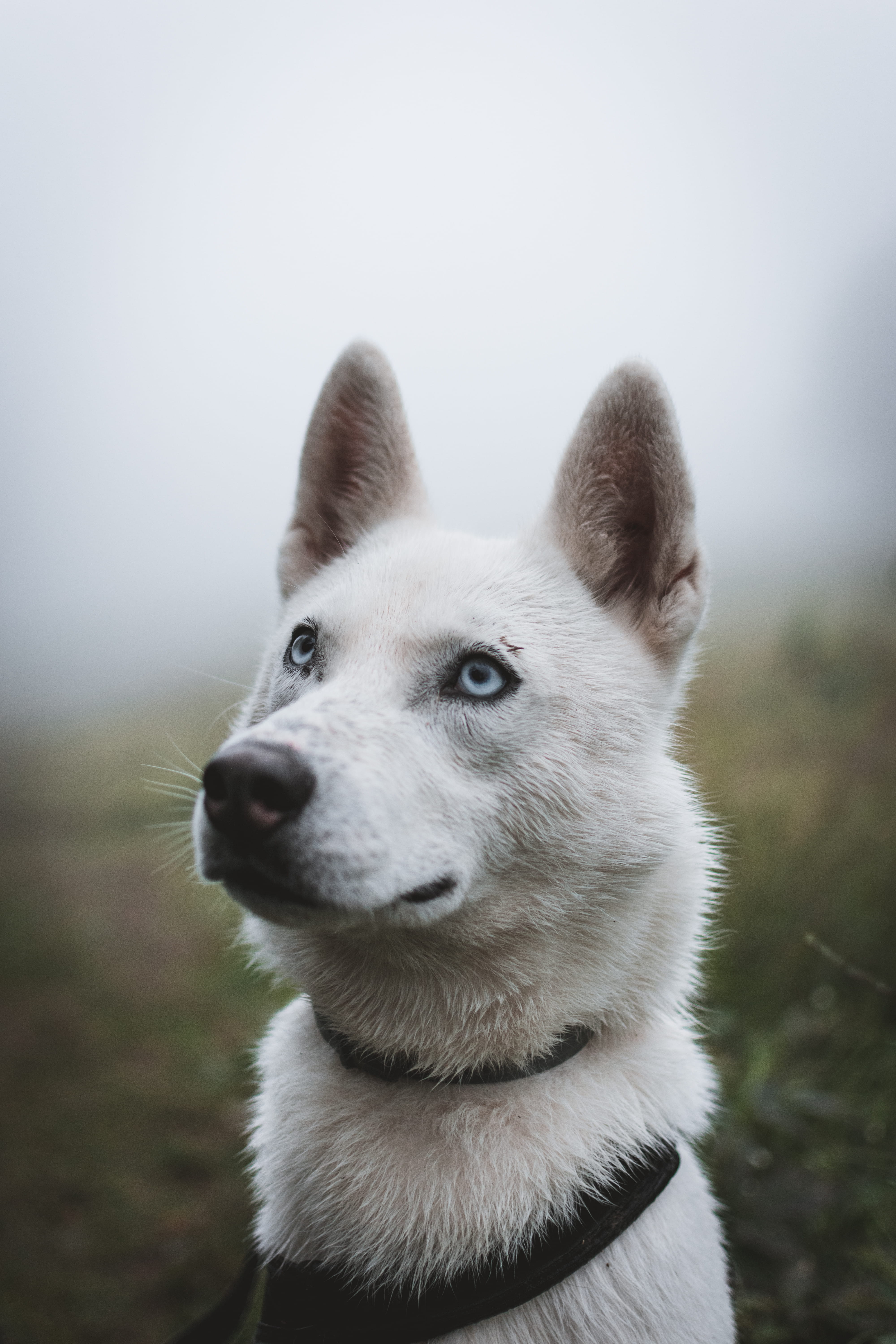 friendship, close, puppy, blur, makro, fog, portrait, purebred Dog, friend, photography, domestic Animals, human Face, animal, canine, dog, one Animal, Phone HD Wallpaper