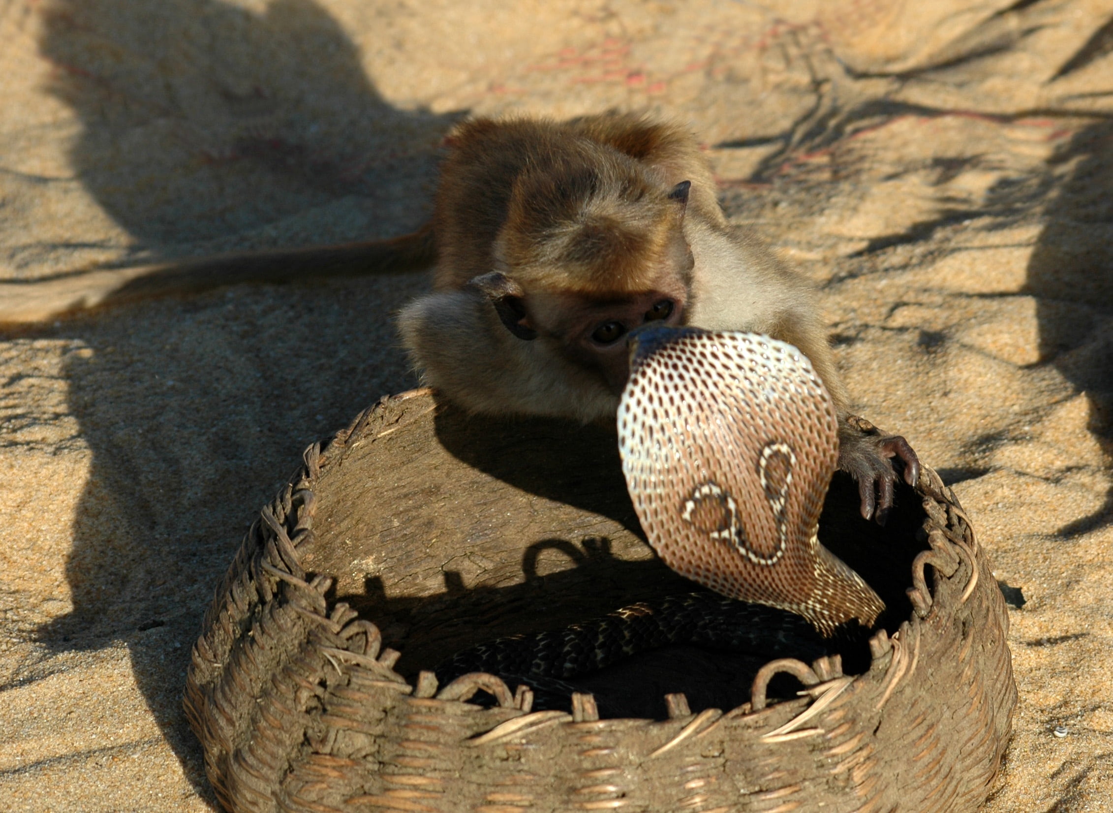 sunlight, close-up, fearless, poison, asia, cute, brave, day, outdoors, young Animal, animal wildlife, no people, mammal, one animal, shadow, monkey, animal family, HD Wallpaper