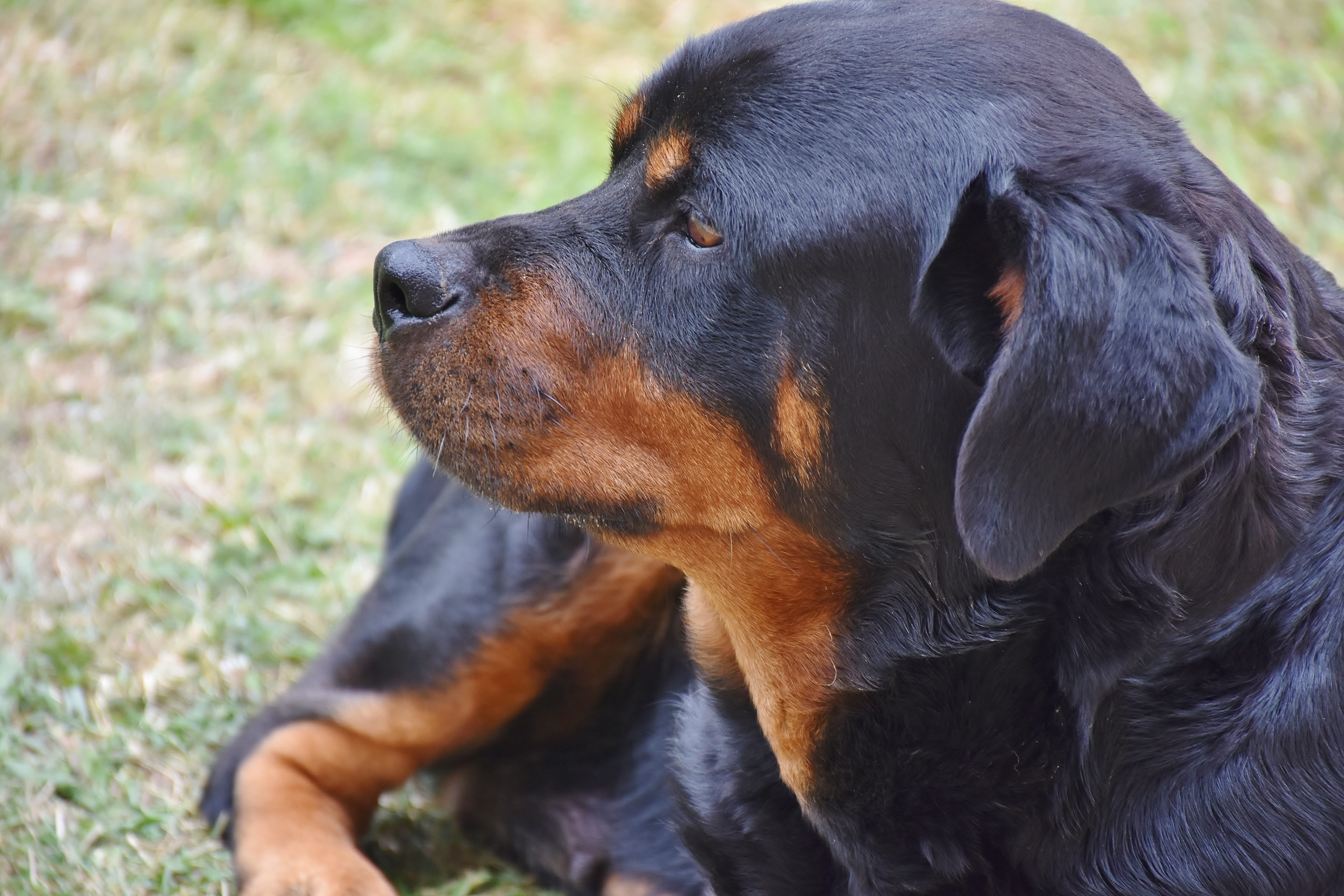 snout, laying, devotional, no people, pets, mammal, domestic animals, animal themes, ears, vertebrate, guards, focus on foreground, dog, day, close-up, HD Wallpaper