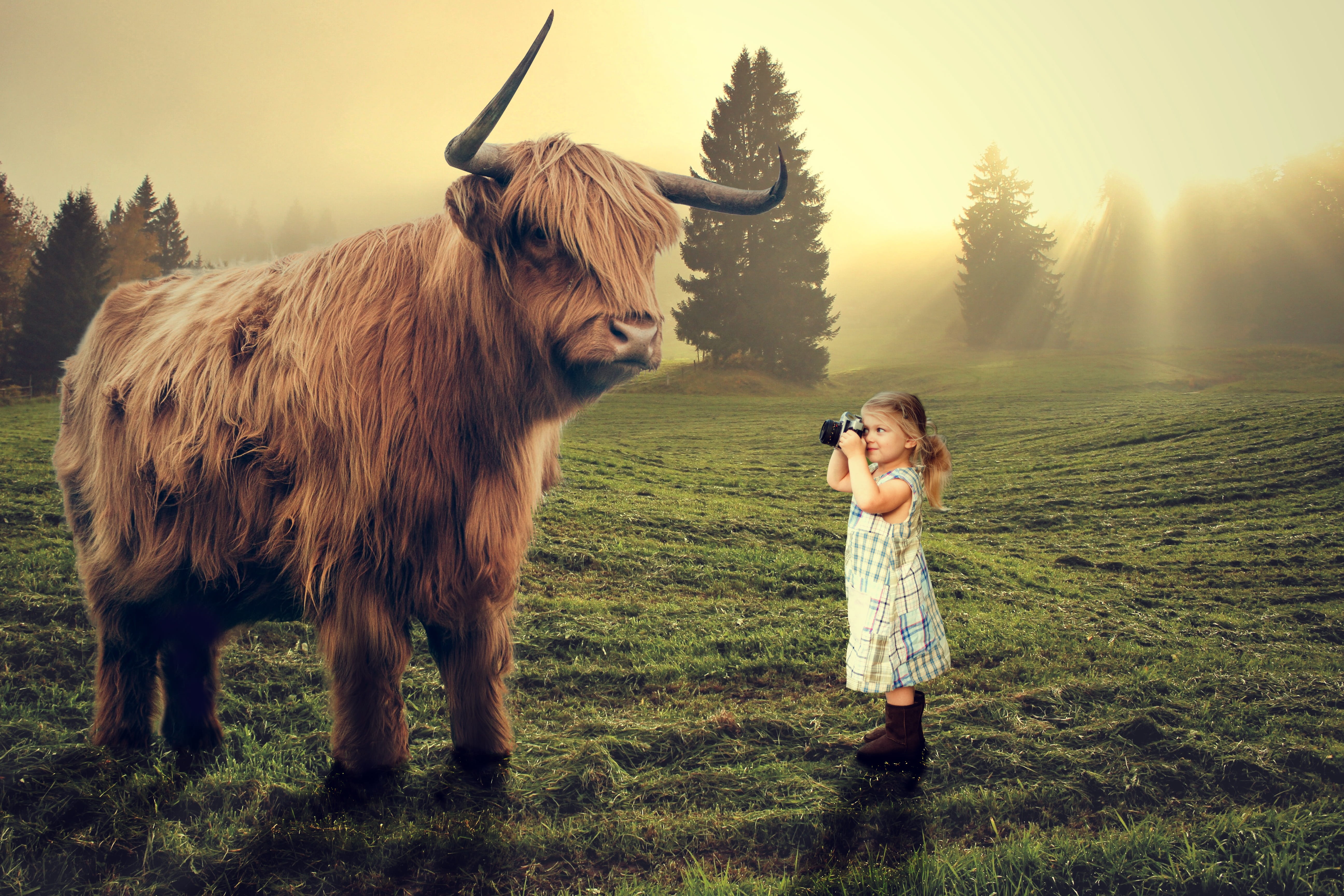 tree, grass, mammal, highland cattle, domestic animals, standing, girl, child, landscape, bull, field, herbivorous, domestic, photographer, photomanipulation, HD Wallpaper