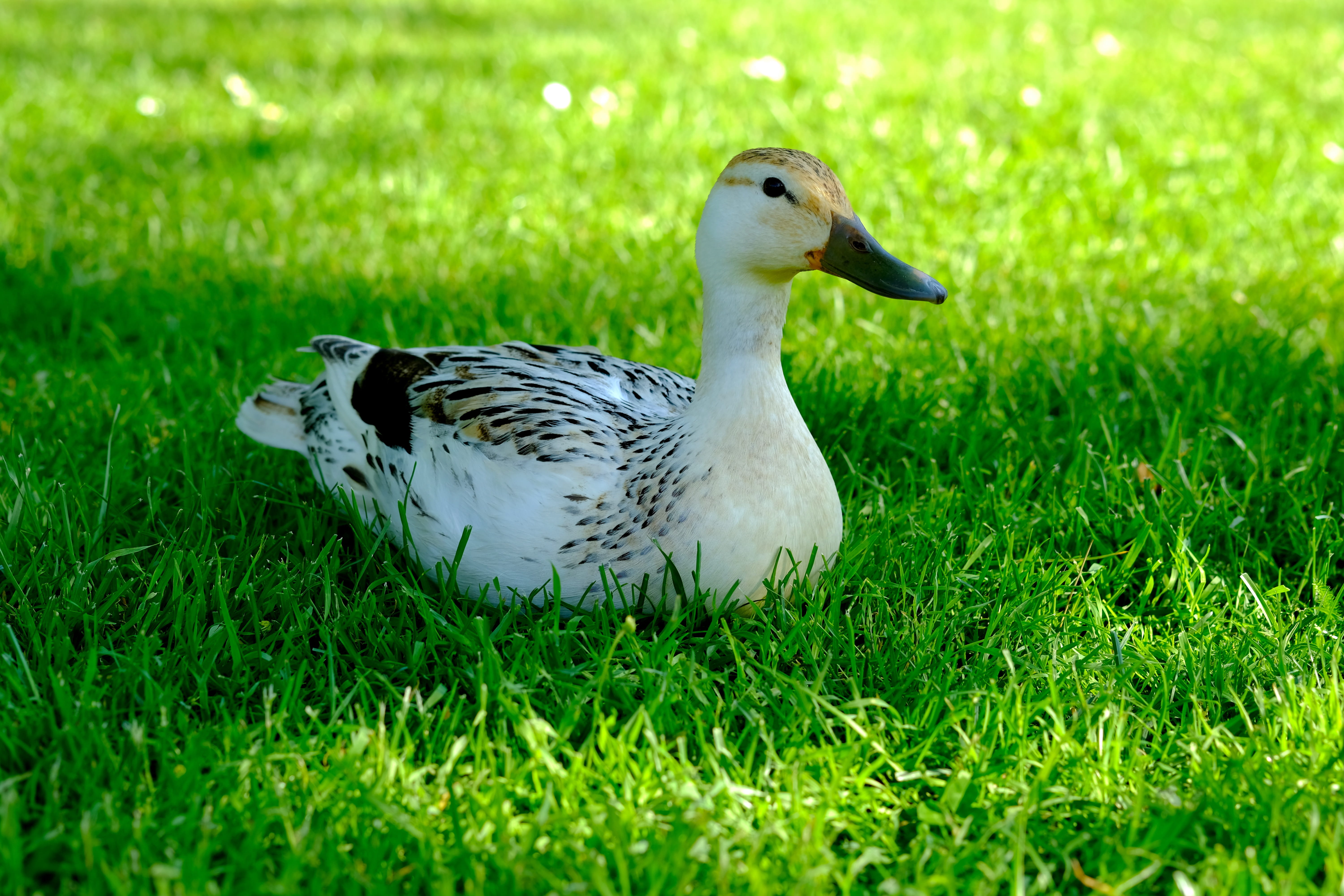 natural light, nature, rest, beautiful, Animal, white ducks, bird, one animal, patient, Duck, graceful, fearless, animal themes, shadow, portrait, relax, HD Wallpaper