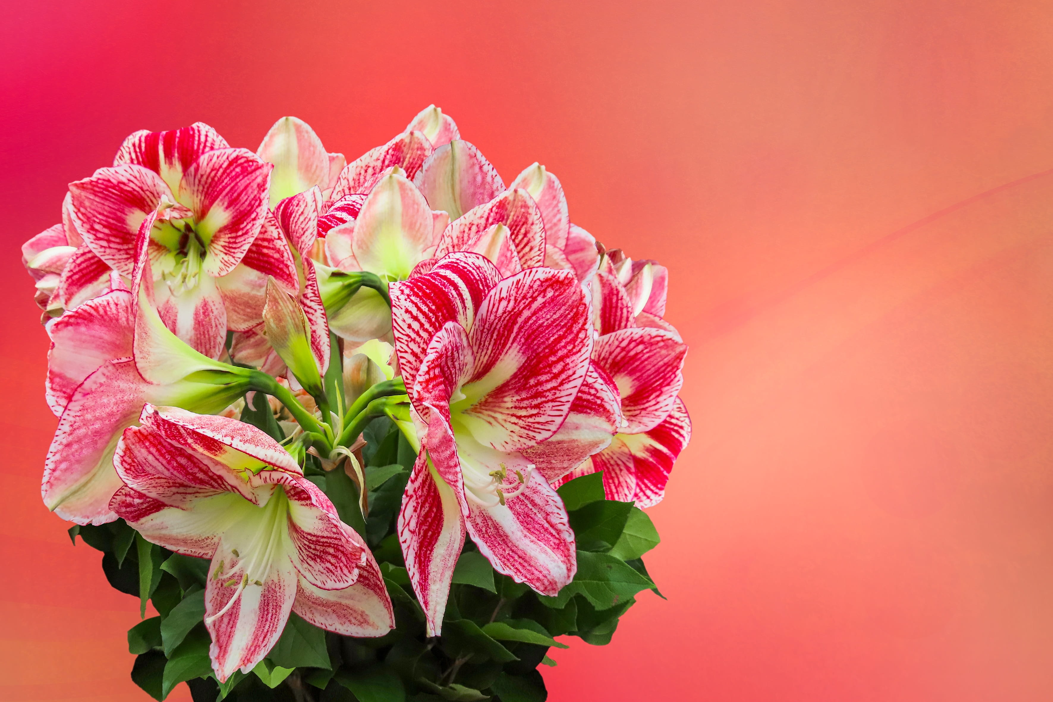 excuse me, petal, floral greeting, fragility, birthday, flowers, emotions, colored background, bloom, pink color, bouquet, mothers day, plant, affection, HD Wallpaper