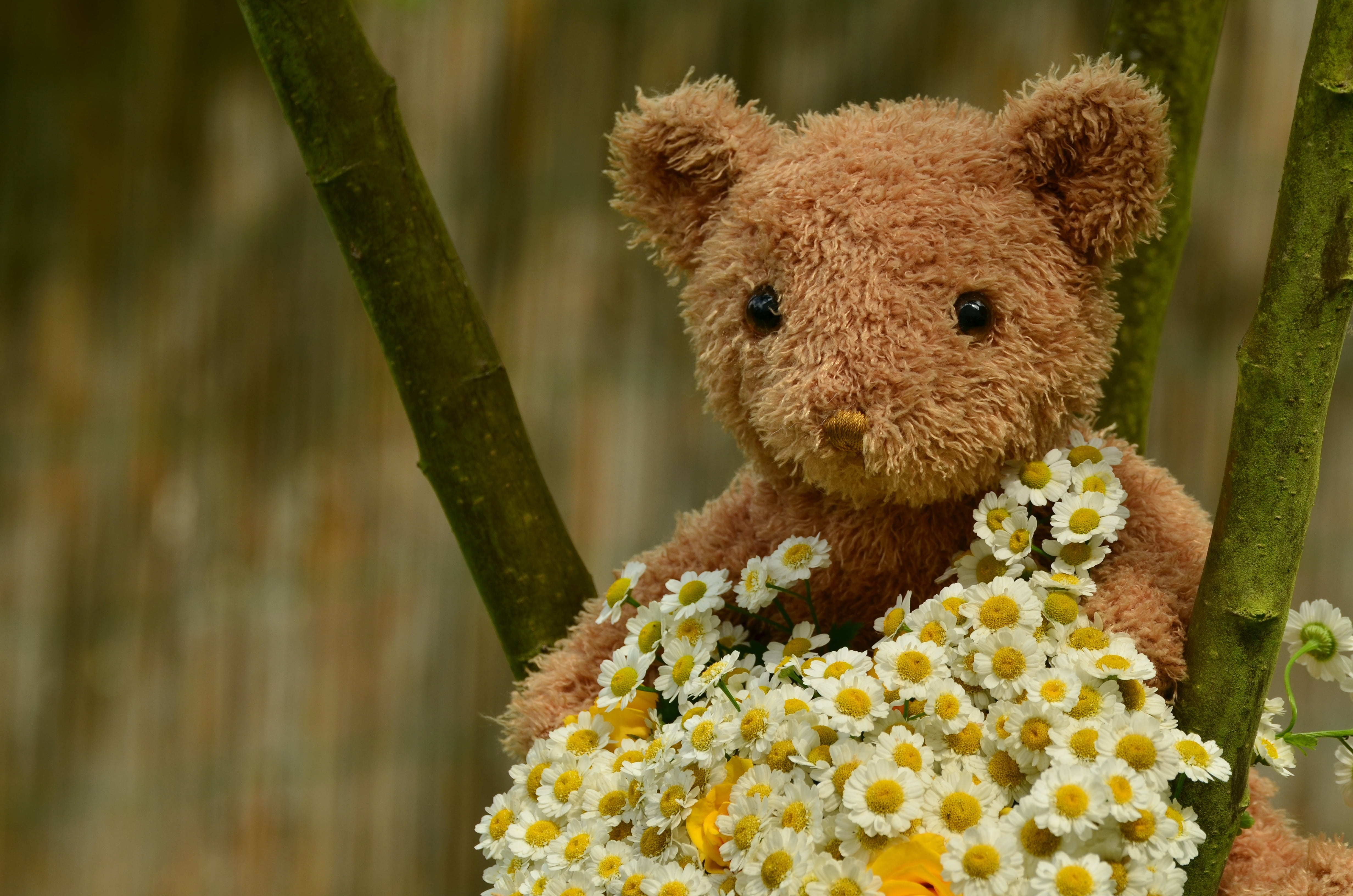 floral greeting, nature, birthday flowers, romance, bouquet, fragility, love, excuse me, photography, teddy, teddy Bear, close-up, freshness, valentine, HD Wallpaper