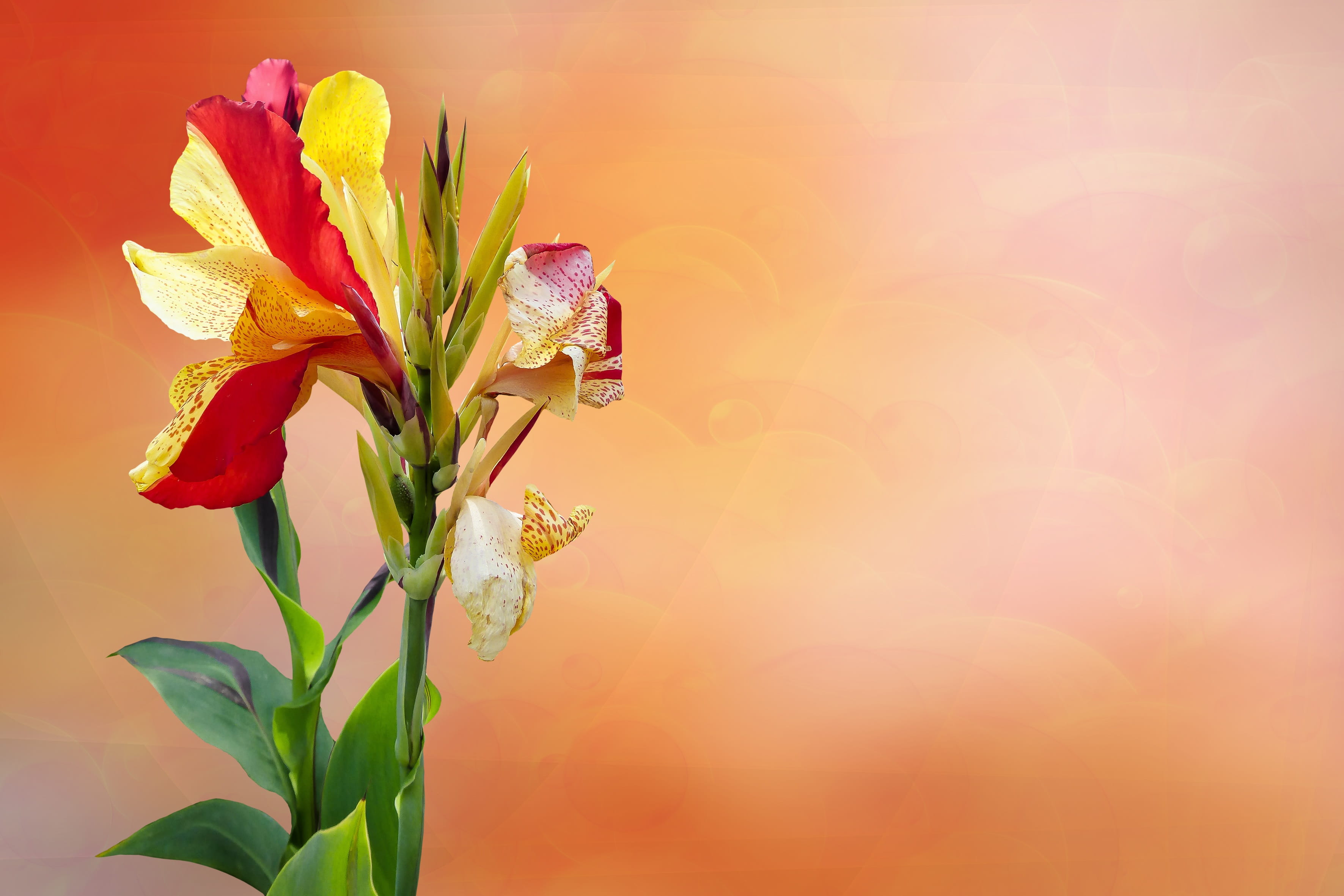 growth, flower garden, canna, petals, thank you, botany, flower head, focus on foreground, bloom, bud, decoration, plant part, 2K, nature, mothers day, HD Wallpaper