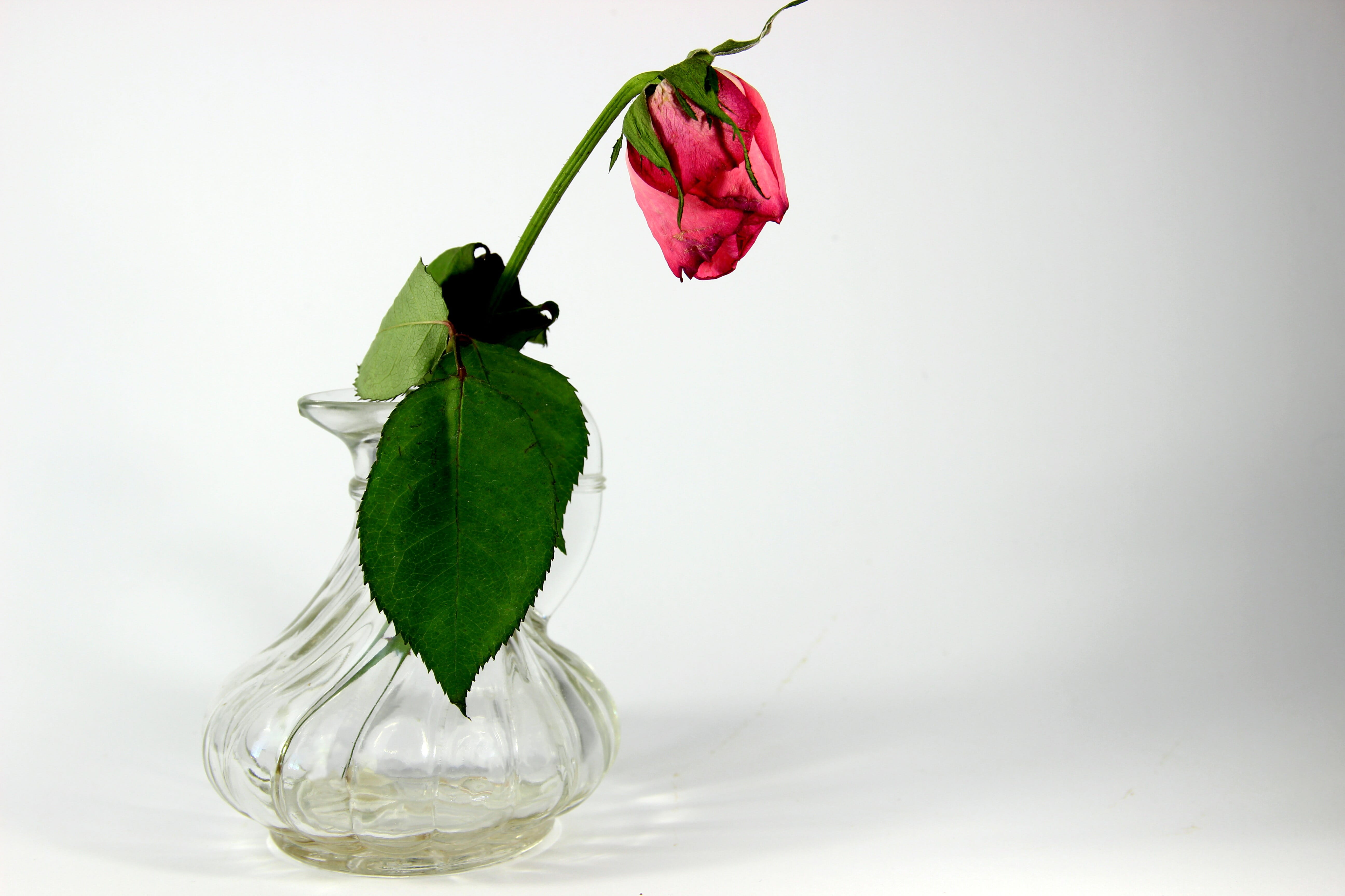 studio shot, rose, glass, unfortunately, red, background, green color, leaf, nature, transient, withered, plant part, beauty in nature, indoors, white background, HD Wallpaper