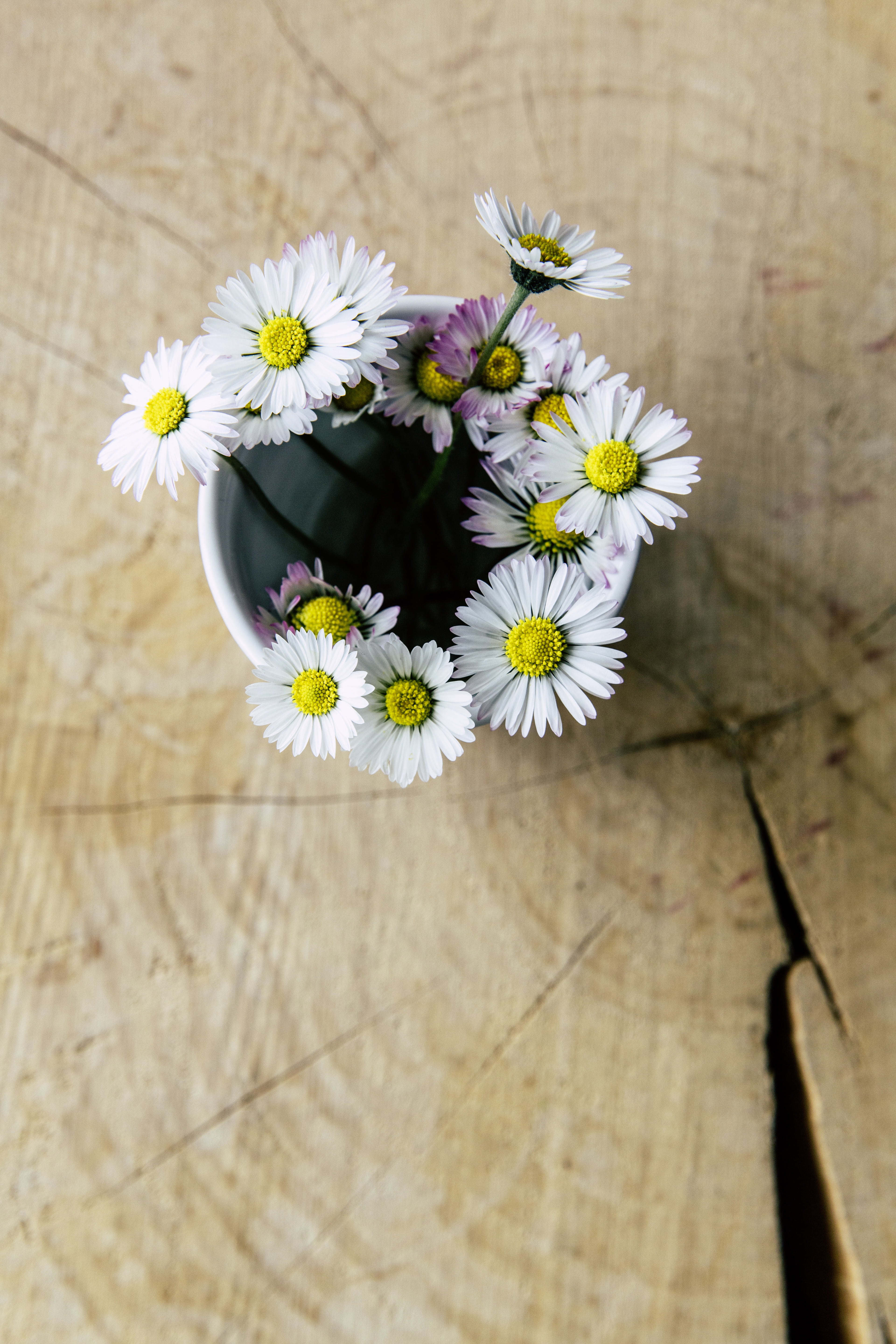 wildflowers, daisy, chamomile Plant, bouquet, gift, springtime, 5K, freshness, flowers, flower, wood, focus on foreground, vase, flower head, flowering plant, Phone HD Wallpaper