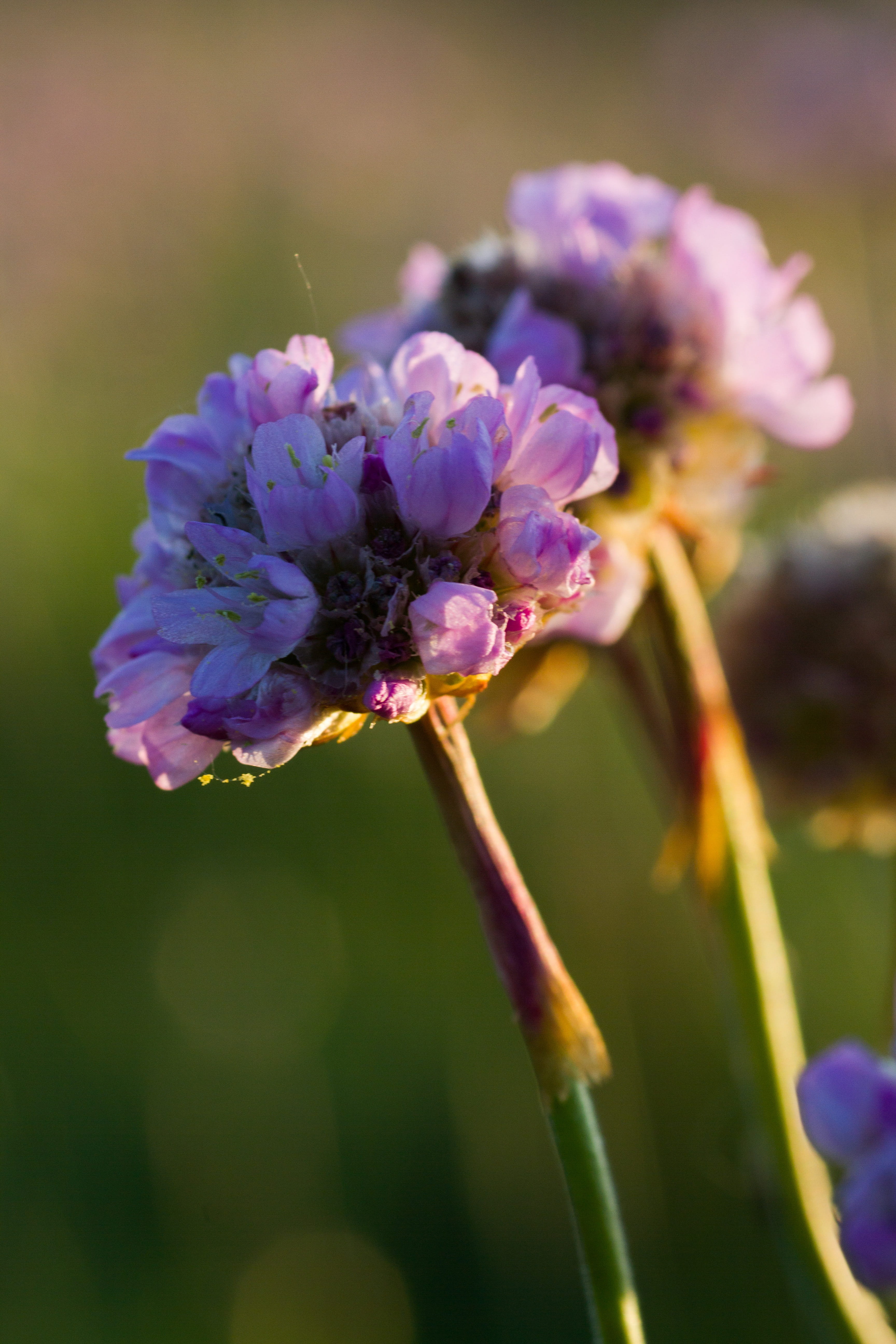 birthday, close-up, focus on foreground, pink, close up, macro, rest, heart, vulnerability, no people, freshness, spring flowers, flower head, relax, closeup, Phone HD Wallpaper