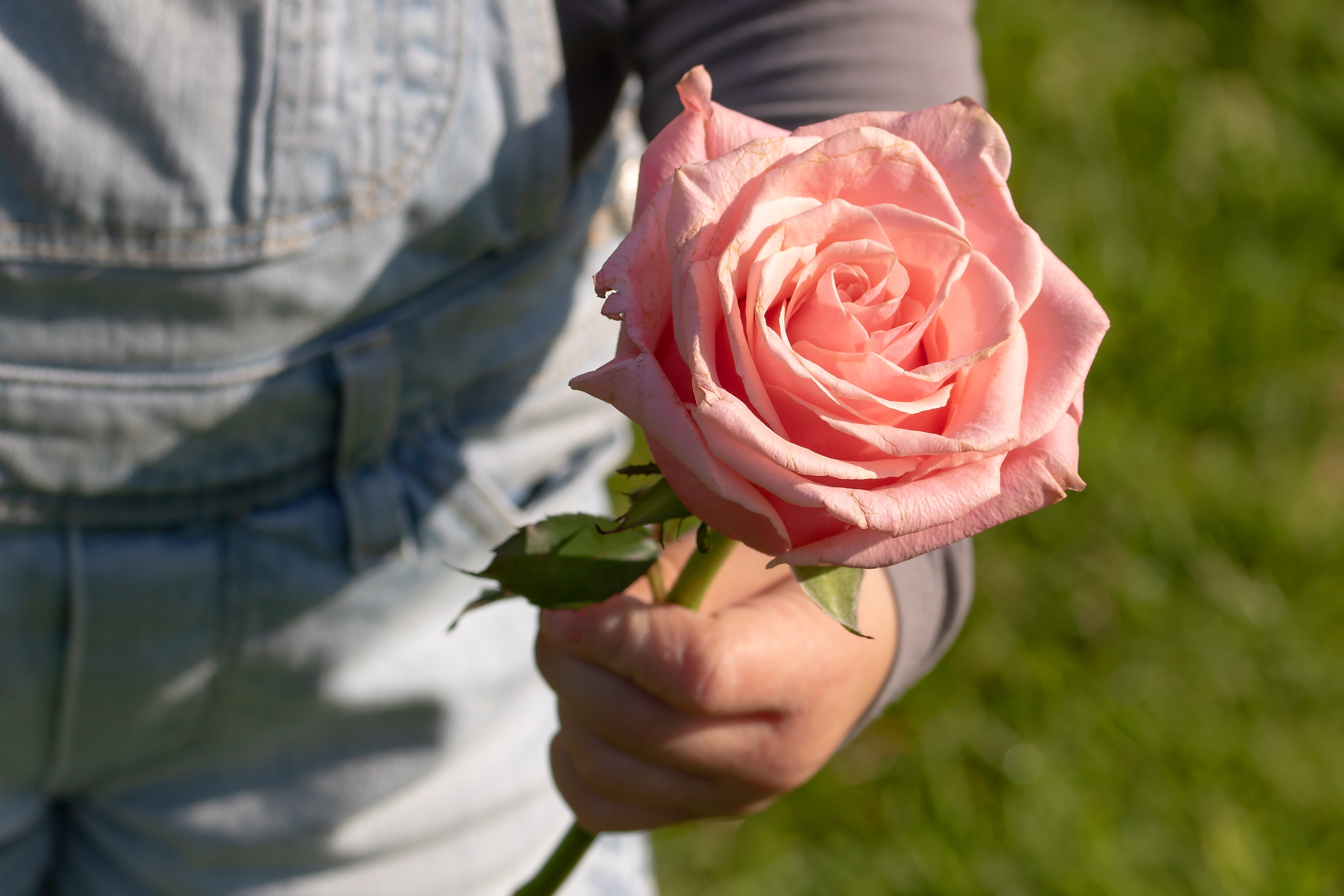 congratulations, fragility, freshness, childs hand, human body part, love, child, human hand, outdoors, close-up, nature, improvement, excuse me, flower, HD Wallpaper