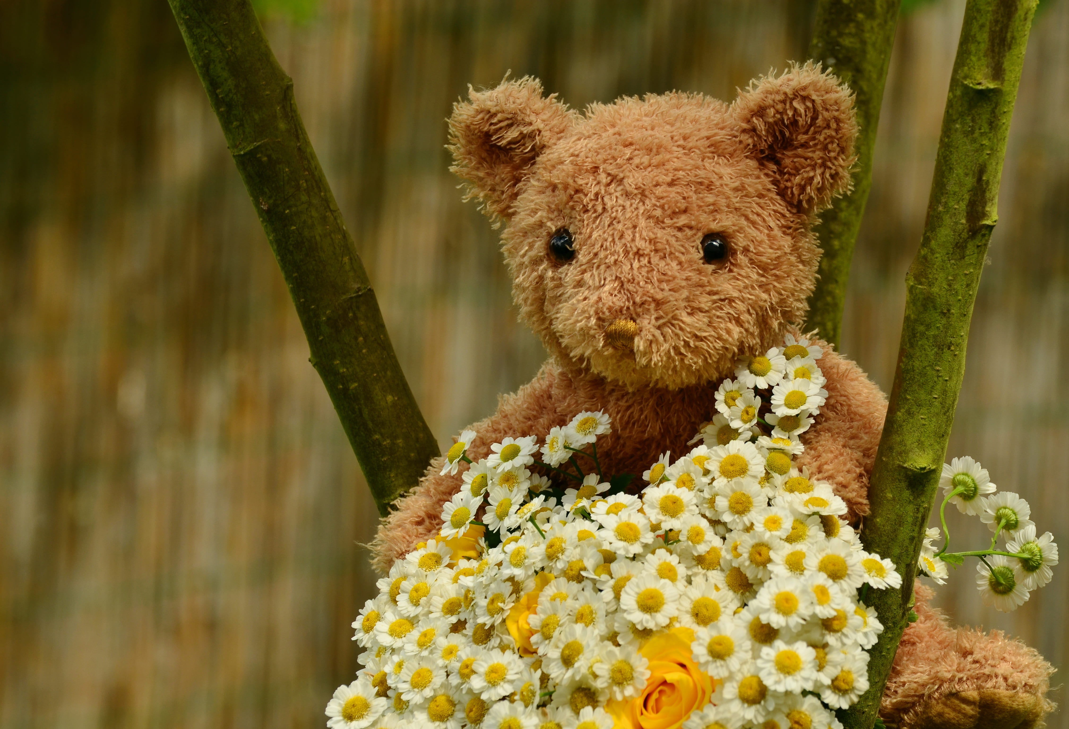 birthday, greeting card, romance, animal, valentine, brown, close-up, outdoors, birthday bouquet, mammal, flowers, mothers day, animals in the wild, bear, HD Wallpaper