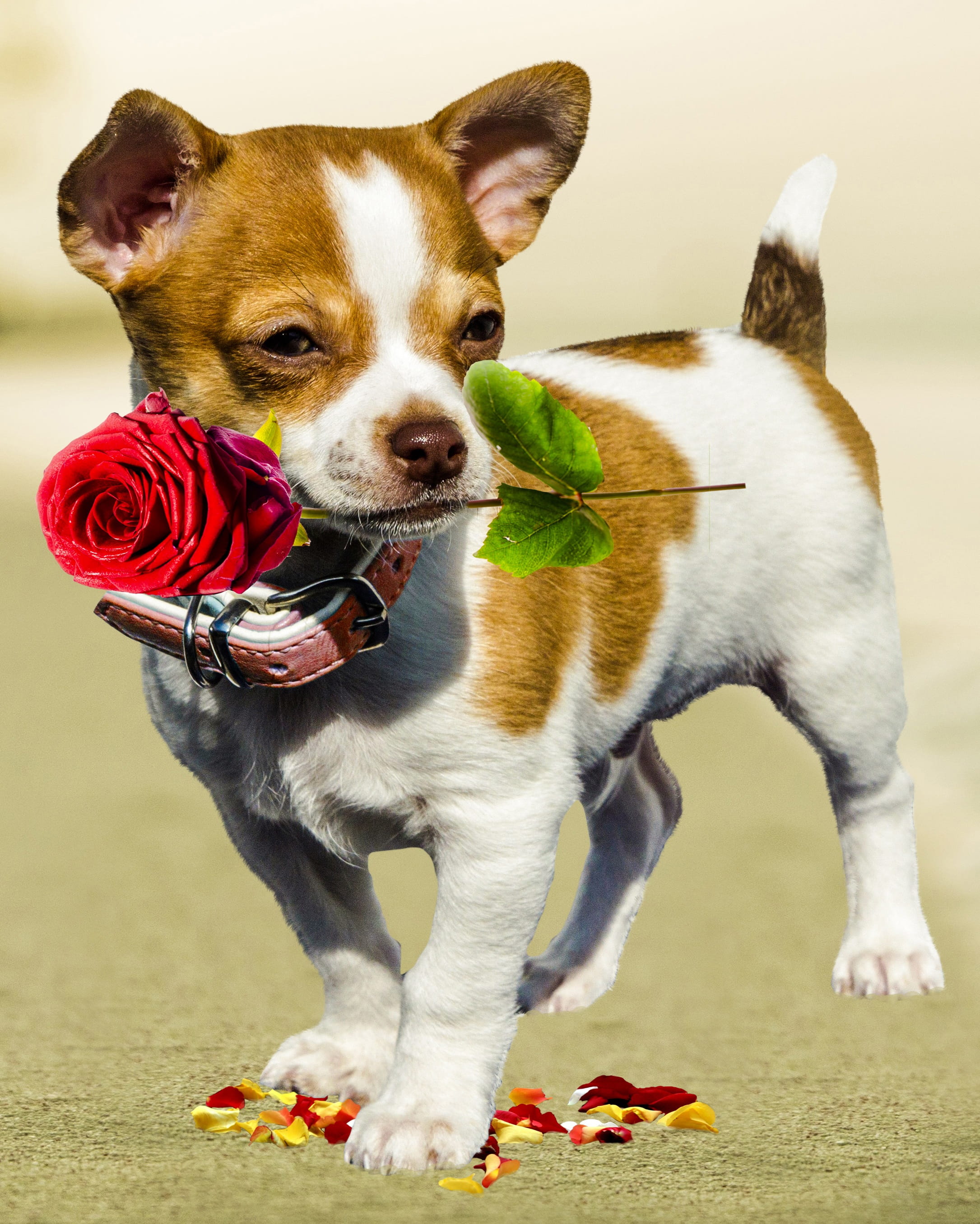 flowering plant, floral greeting, love, birthday card, coat, greeting card, mammal, red rose, white, full length, animal themes, lap dog, animal, puppy, Phone HD Wallpaper