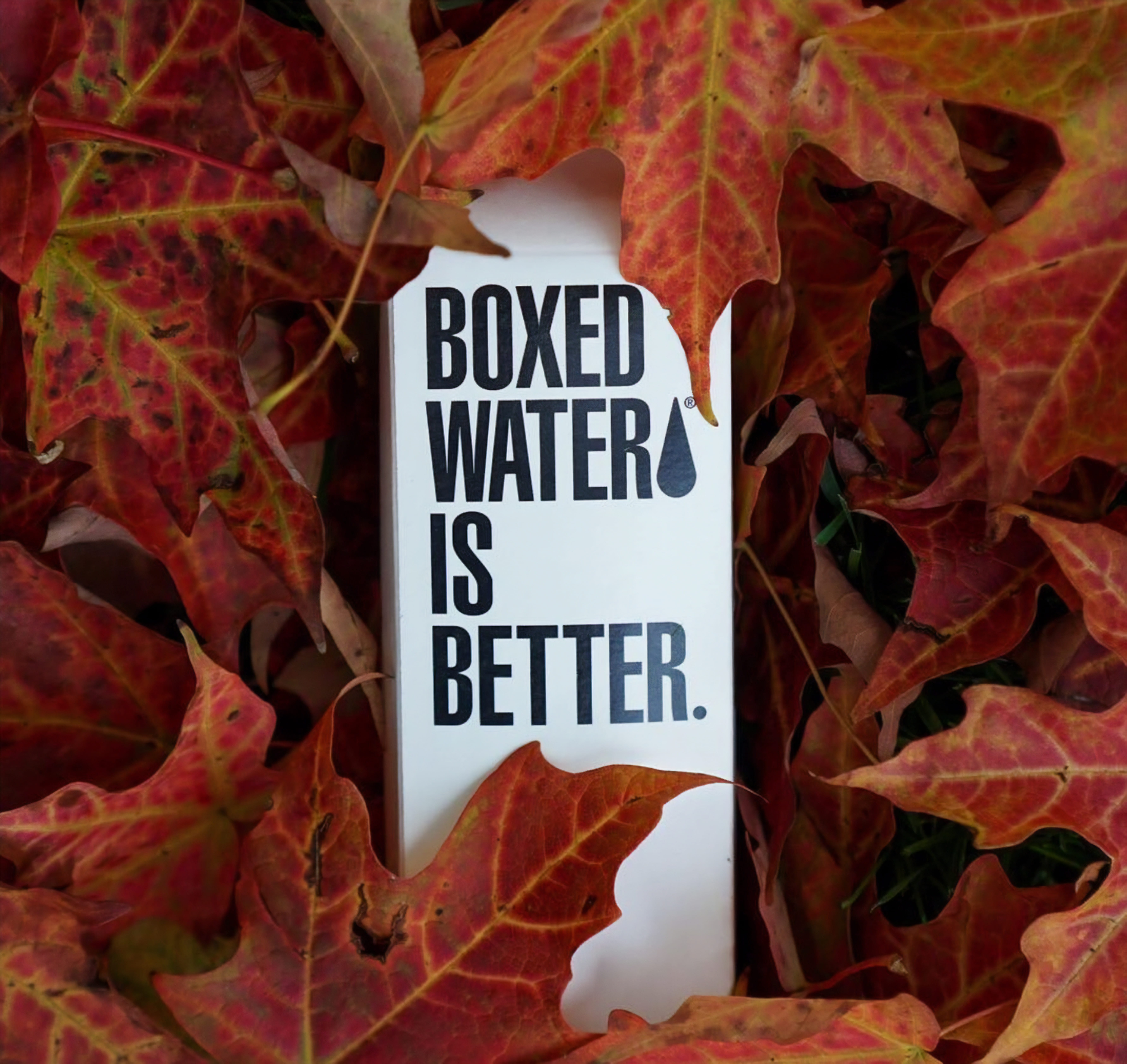 nature, script, message, water, carton, maple leaf, change, growth, no people, dry, text, covered, western script, day, information sign, information, close-up, HD Wallpaper