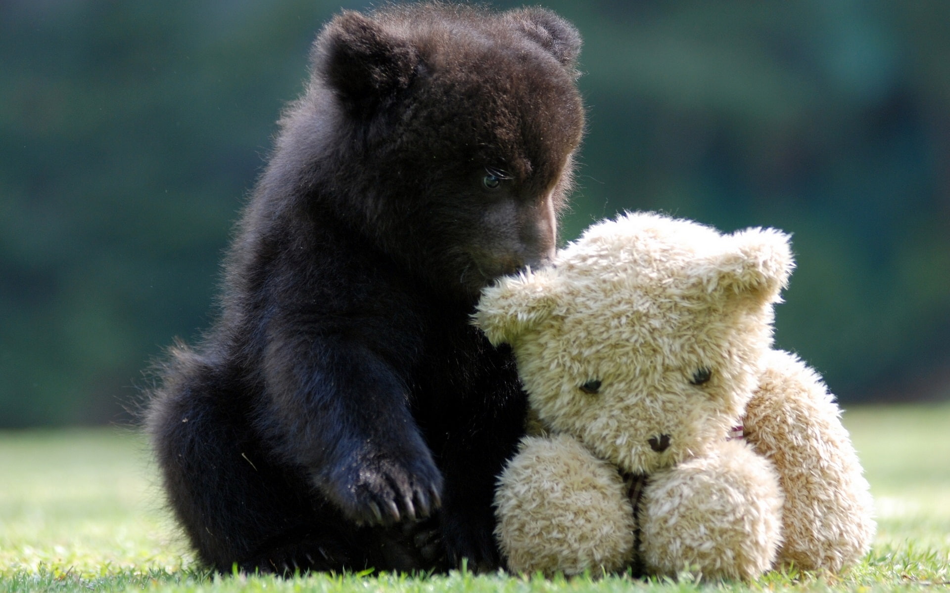 Teddy, Bear, Cute, 1080P, HD Wallpaper