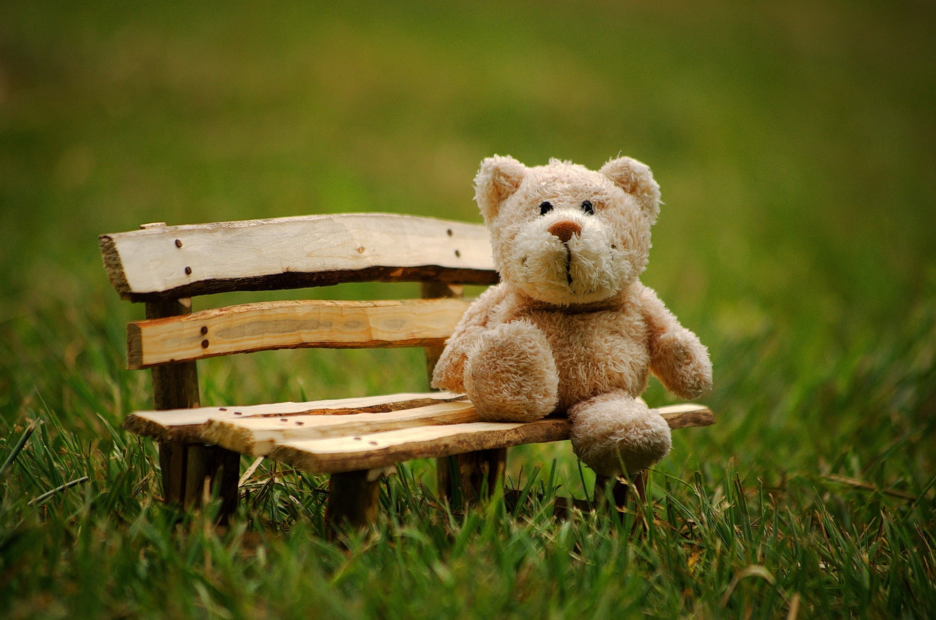 plant, abandoned, teddy, plush, stuffed animals, 1080P, children toys, cute, wood - material, children, childhood, day, green color, teddy bear, animal representation, HD Wallpaper
