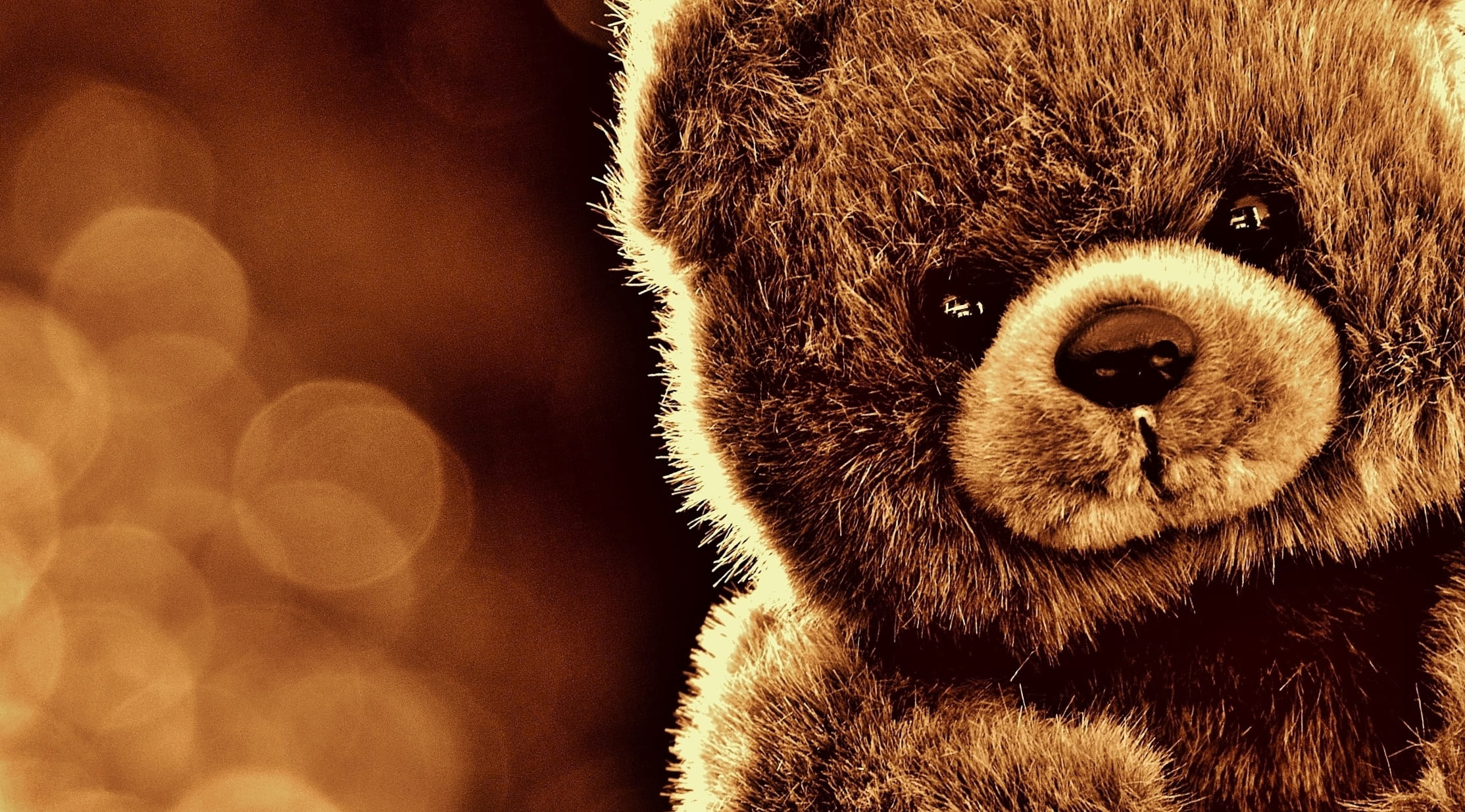 domestic animals, stuffed animal, teddy, toy, furry teddy bear, animal body part, looking at camera, indoors, animal wildlife, brown bear, animal head, HD Wallpaper