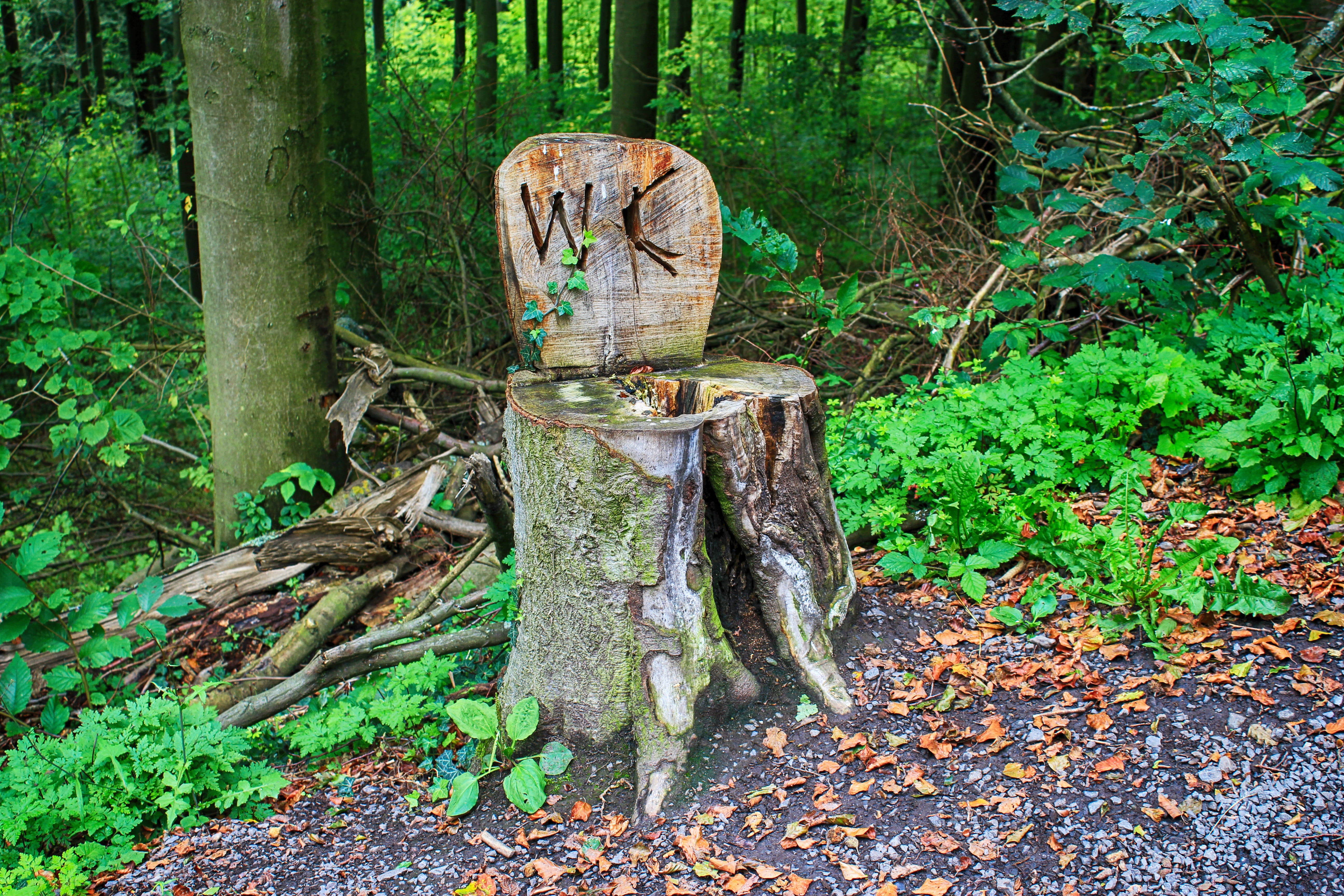 green color, growth, nature, setup, 5K, toilet, outdoor, wood - material, art and craft, loo, log, tree trunk, wood, need, public, woodland, outdoors, HD Wallpaper