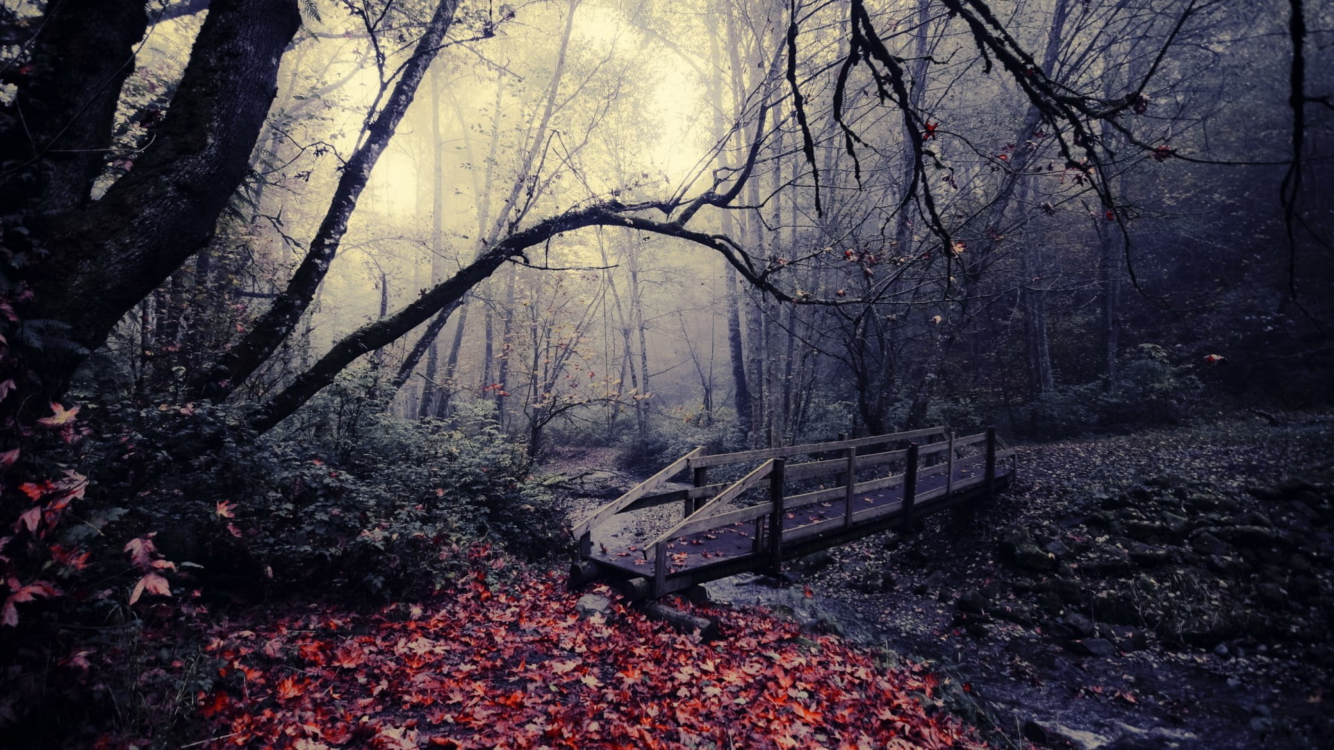 forest, autumn, scenics - nature, woodland, gloomy, river, tree trunk, 1080P, plant part, branch, nature, beauty in nature, change, no people, tranquility, HD Wallpaper