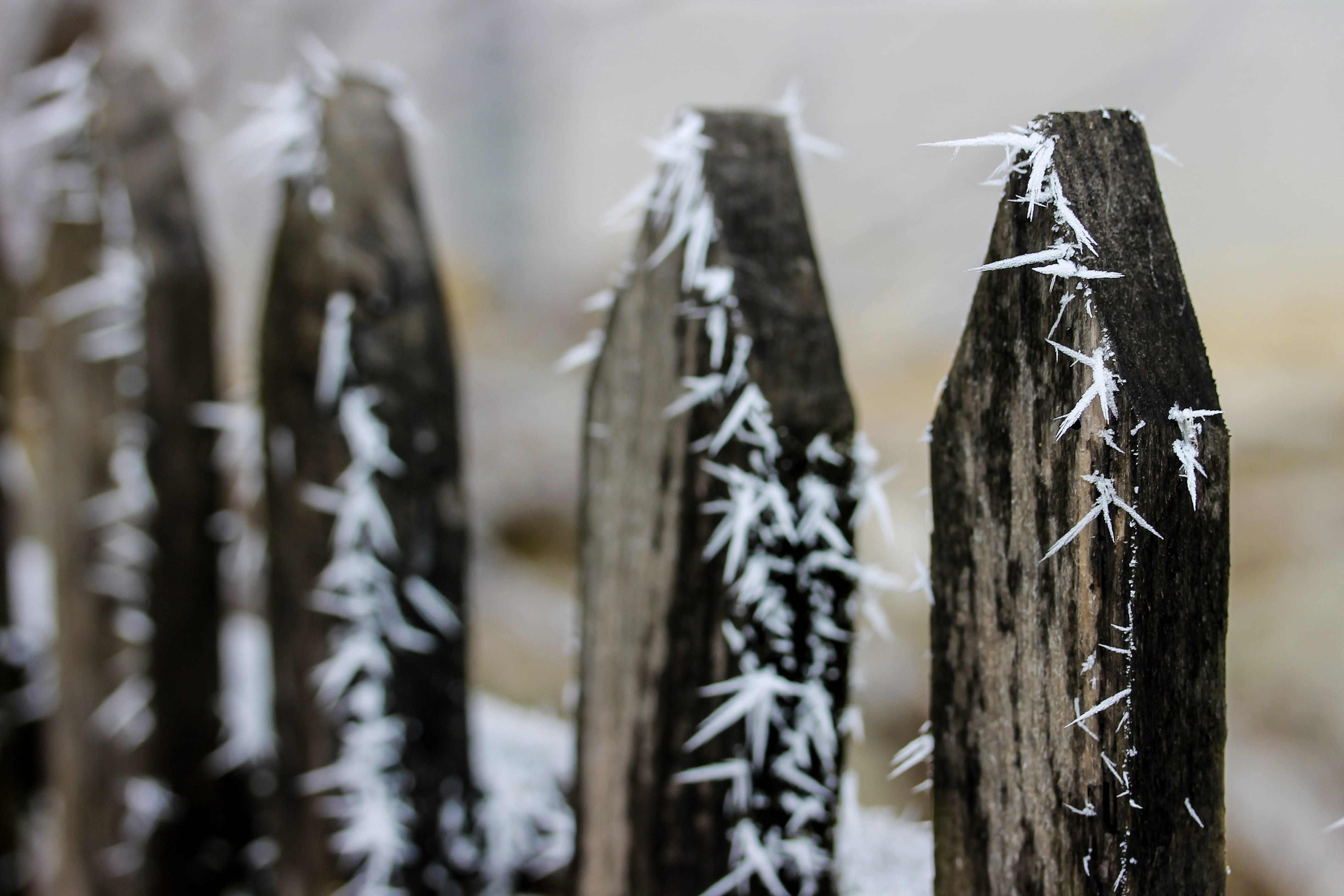 4K, dried food, in a row, close-up, ice, cold, plant, rural atmosphere, selective focus, wellbeing, winter, outdoors, frost, no people, tree trunk, rime, HD Wallpaper